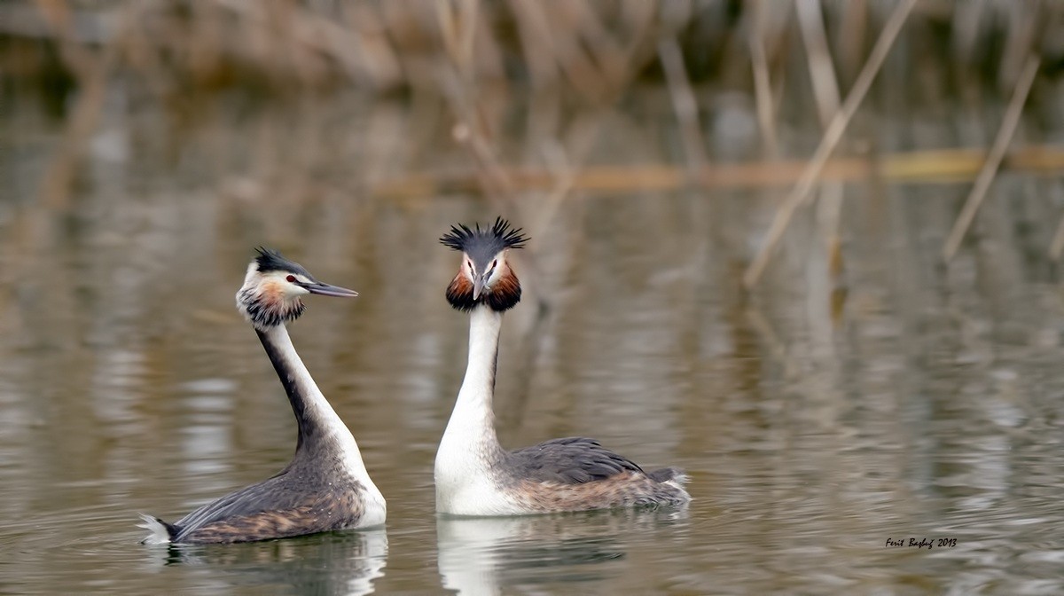 Great Crested Grebe