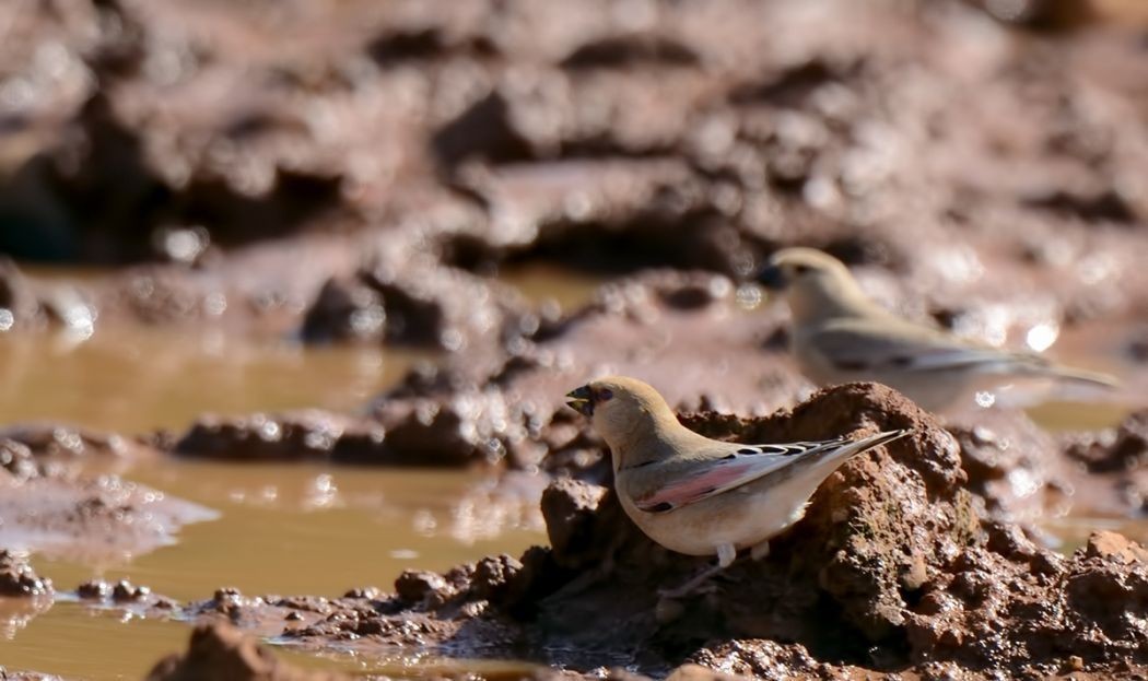 Desert Finch