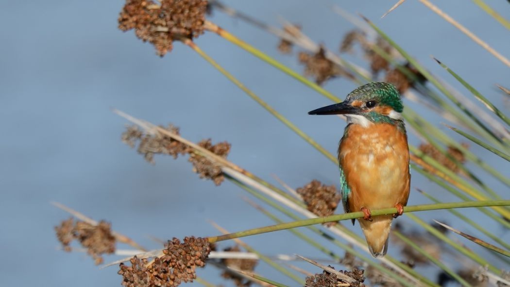 Common Kingfisher