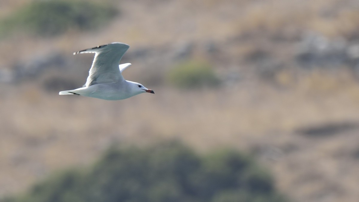 Audouin's Gull