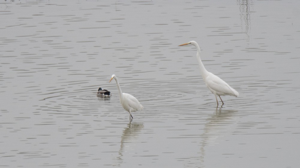 Great Egret