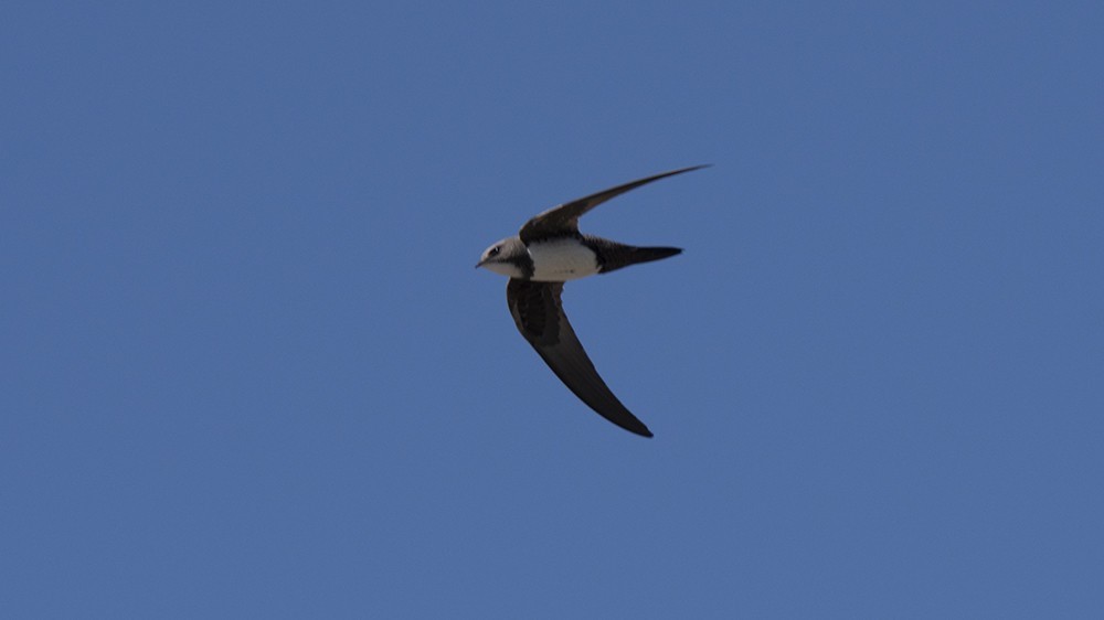 Alpine Swift