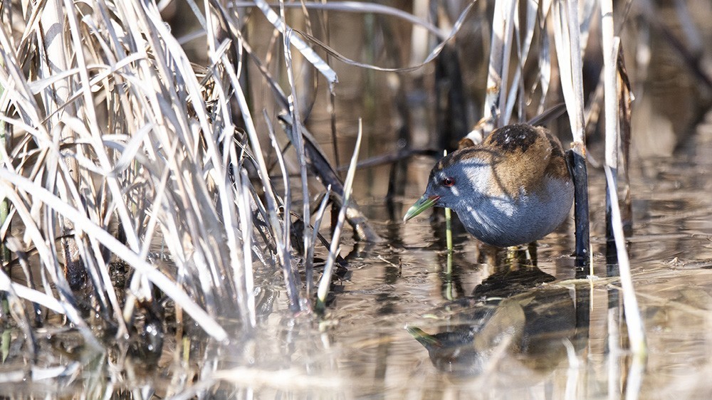 Little Crake — Ana fotoğraf