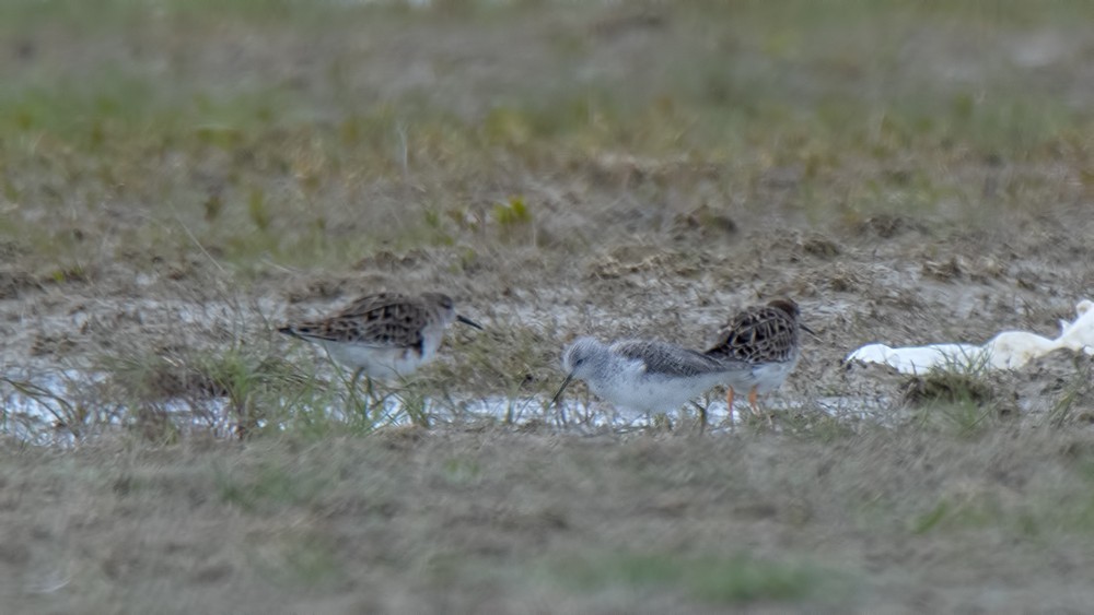 Marsh Sandpiper — Ana fotoğraf