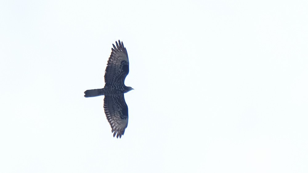 European Honey-buzzard