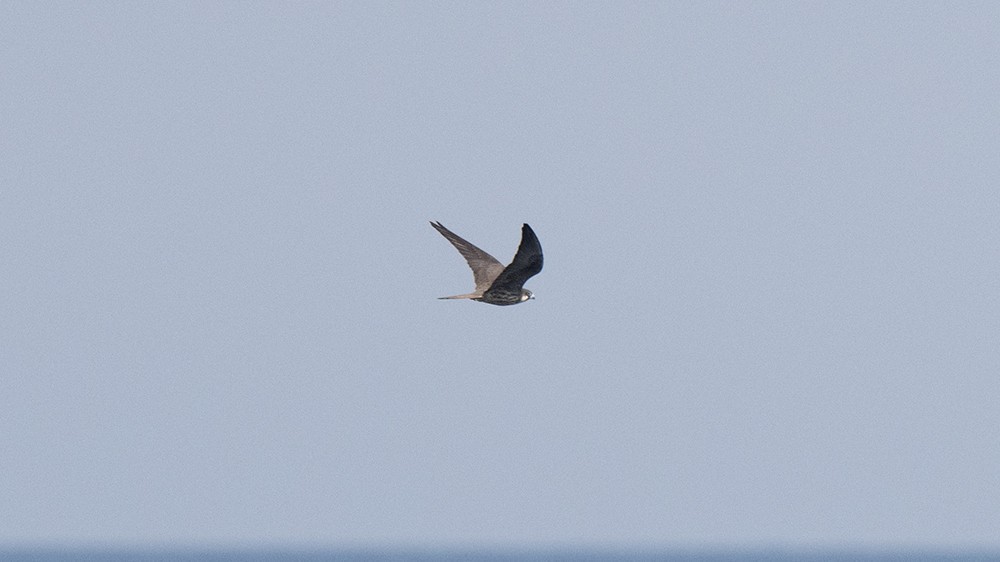 Eleonora's Falcon