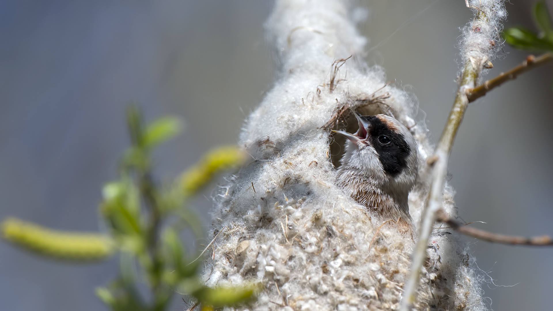 Eurasian Penduline-Tit