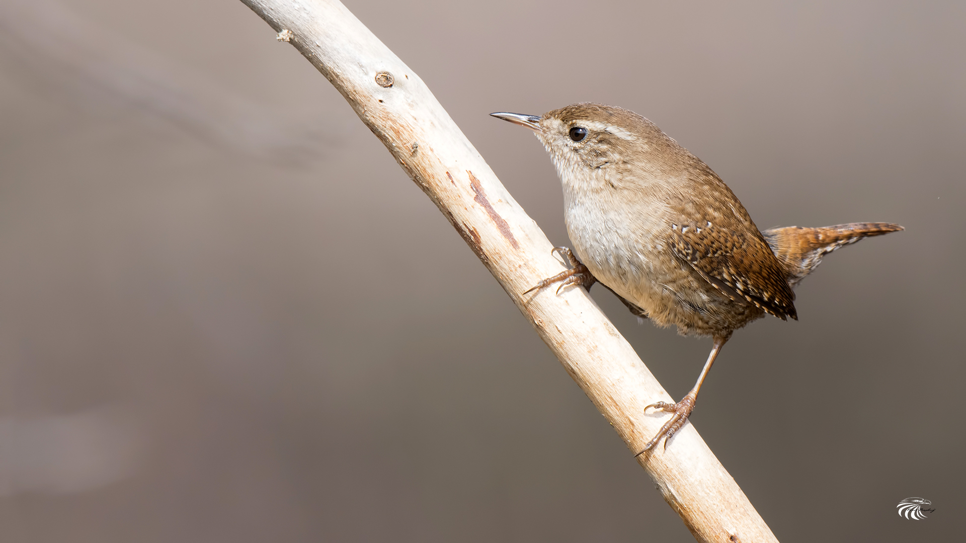 Eurasian Wren