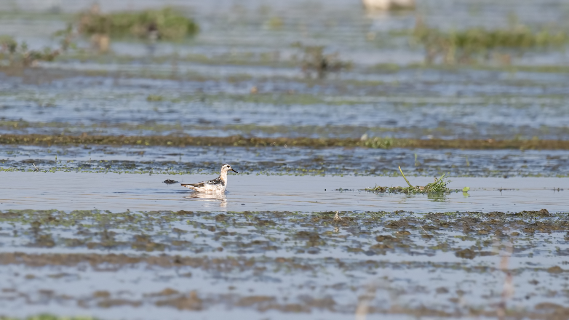 Red Phalarope
