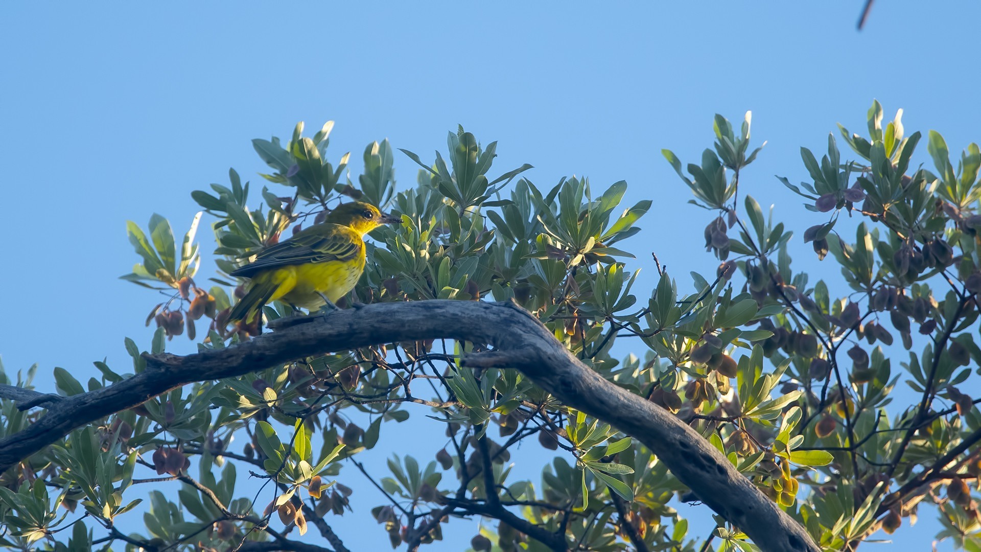 African Golden Oriole — Ana fotoğraf