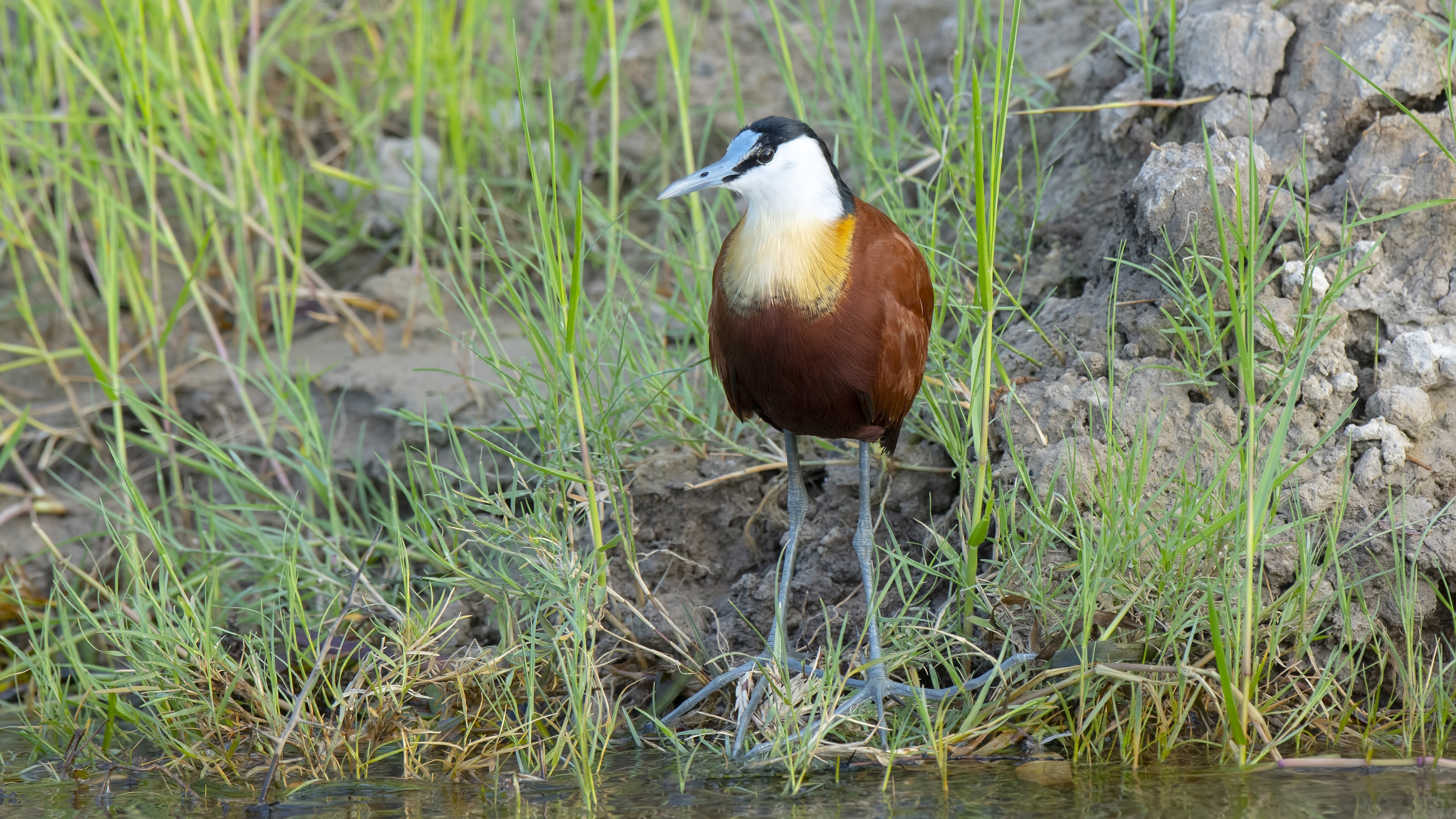 African Jacana — Ana fotoğraf
