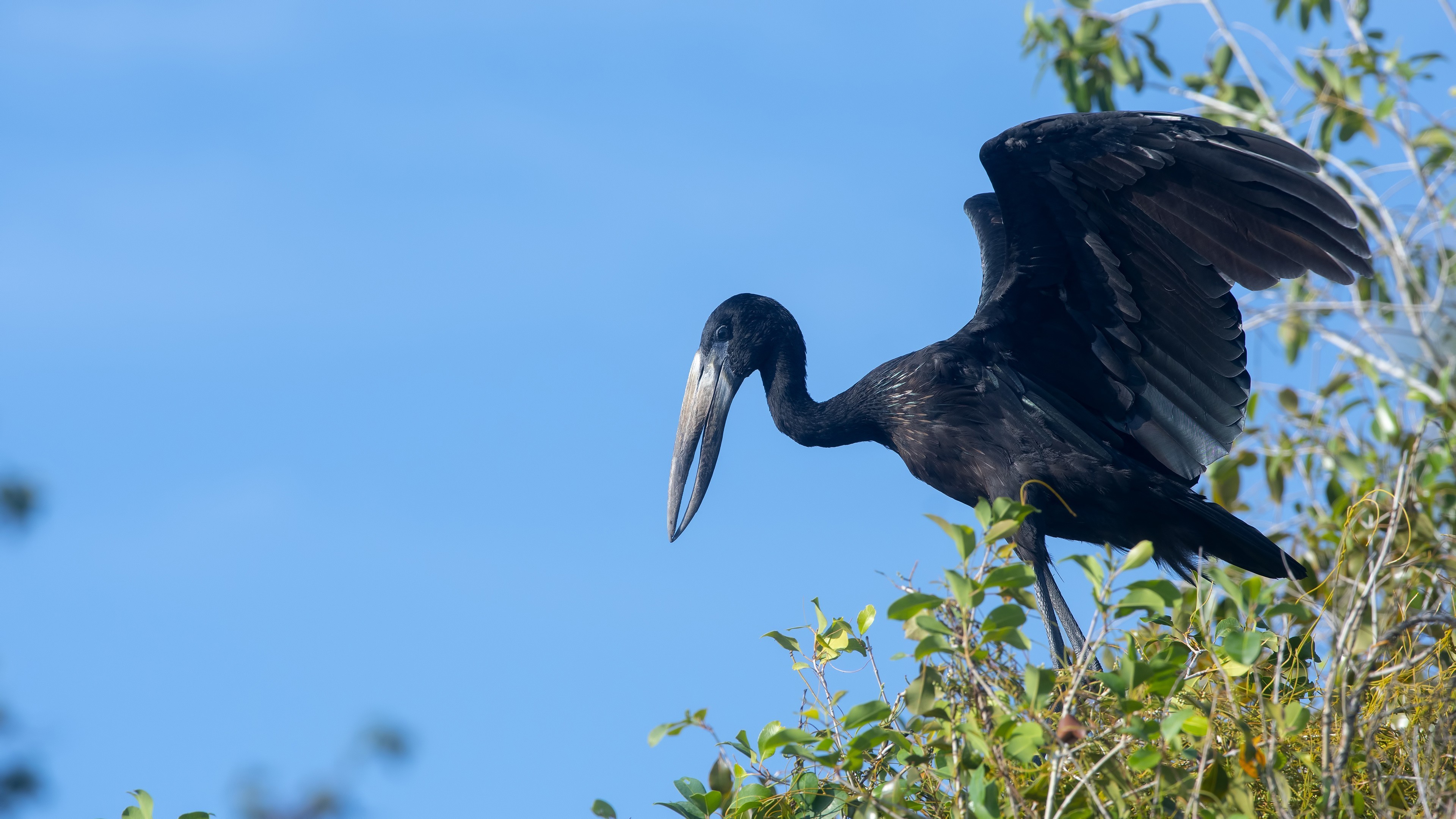 African Openbill — Ana fotoğraf