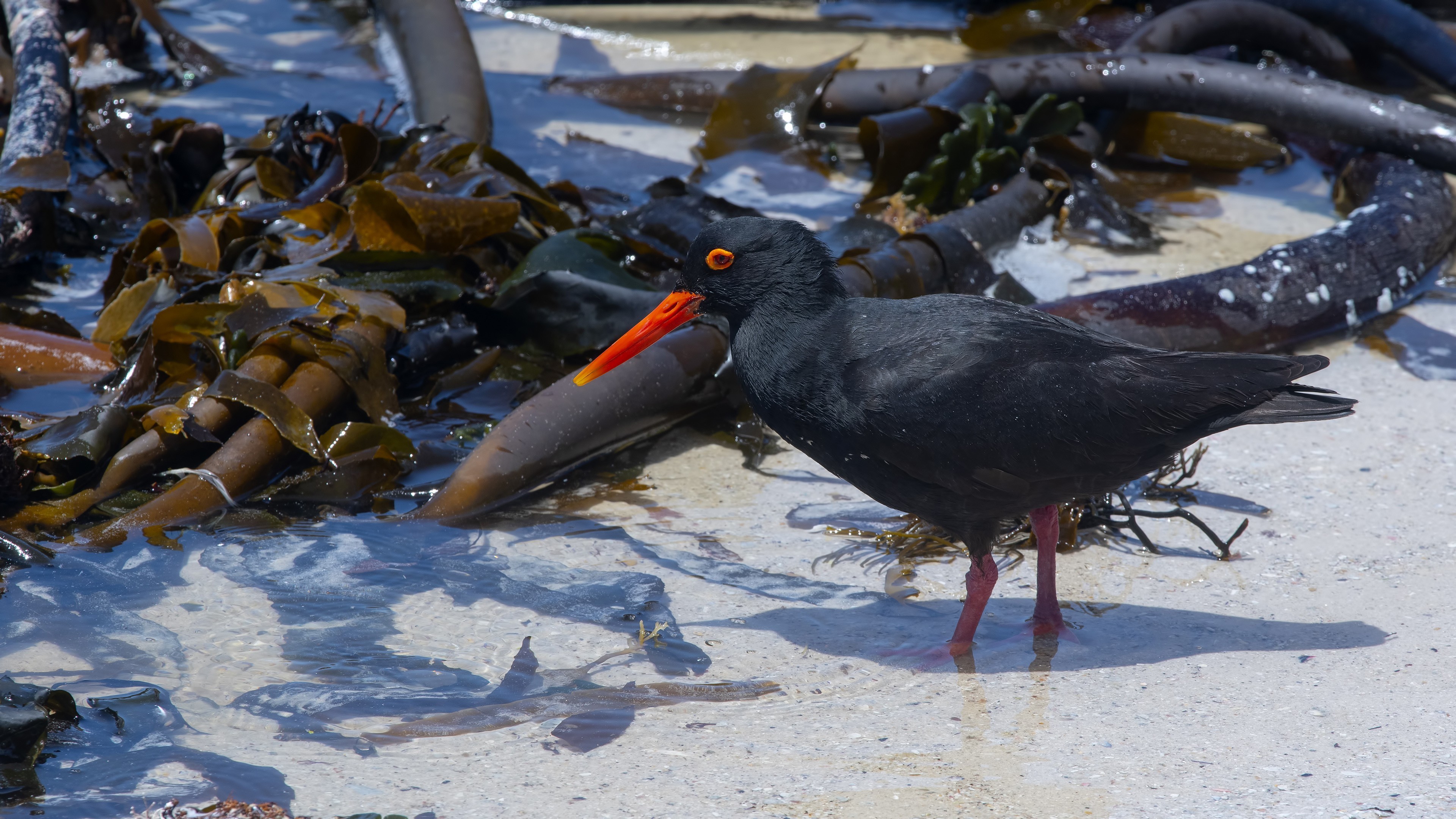 African Oystercatcher