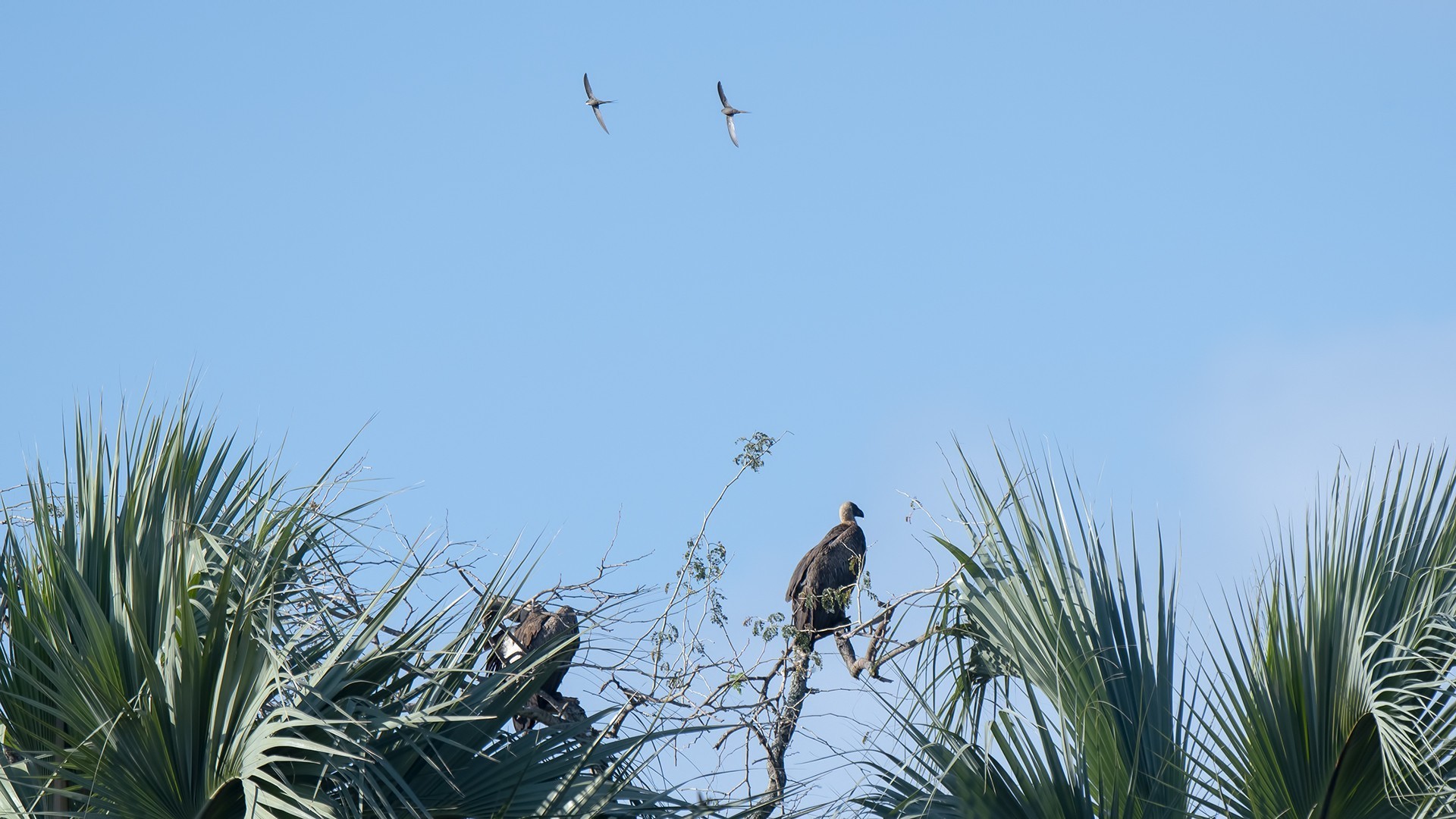 African Palm-swift — Ana fotoğraf