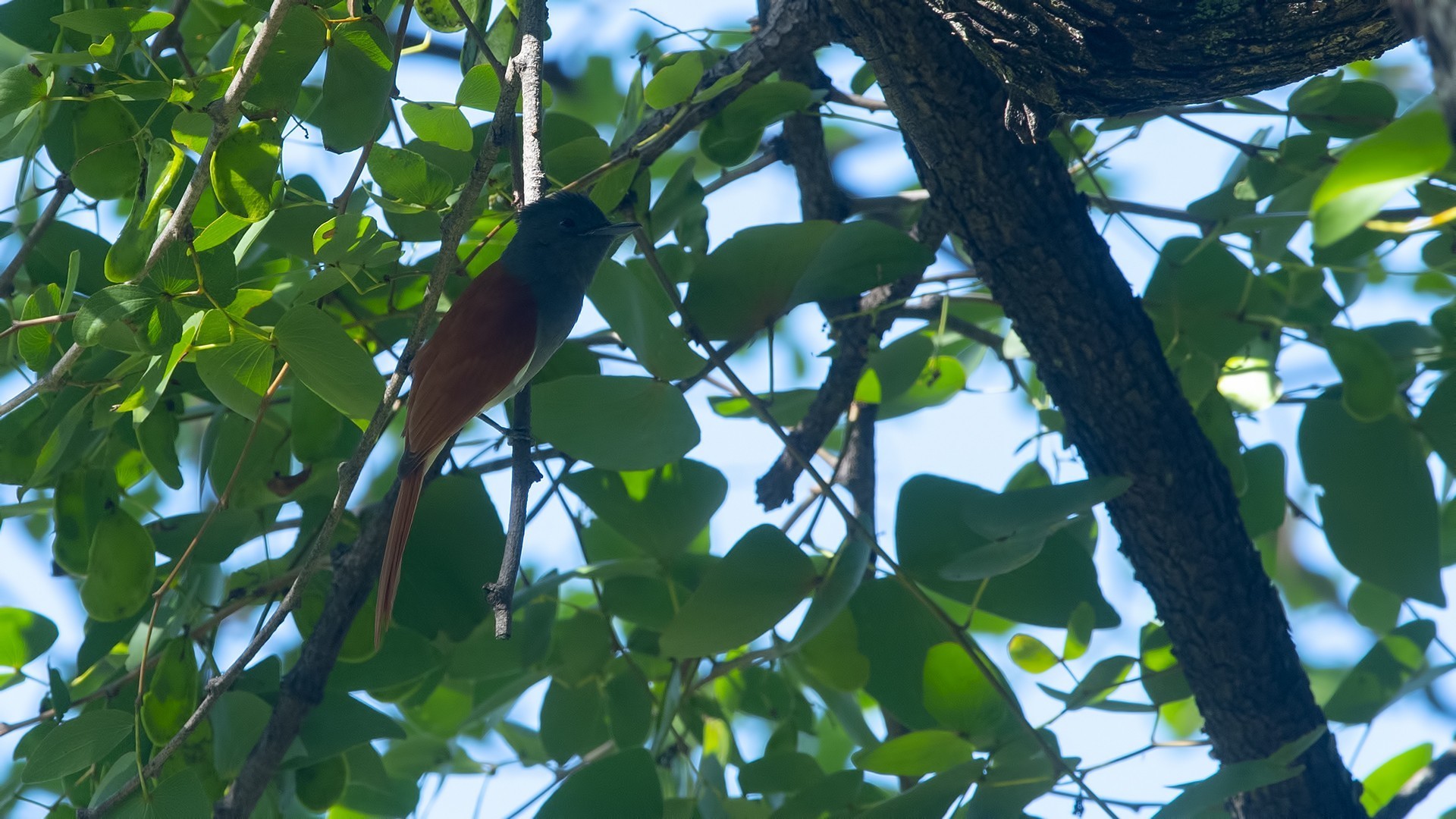 African Paradise-flycatcher — Ana fotoğraf