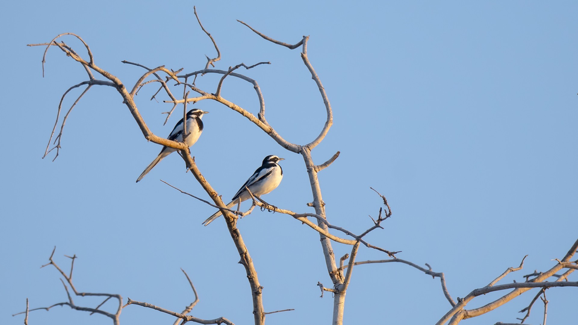 African Pied Wagtail