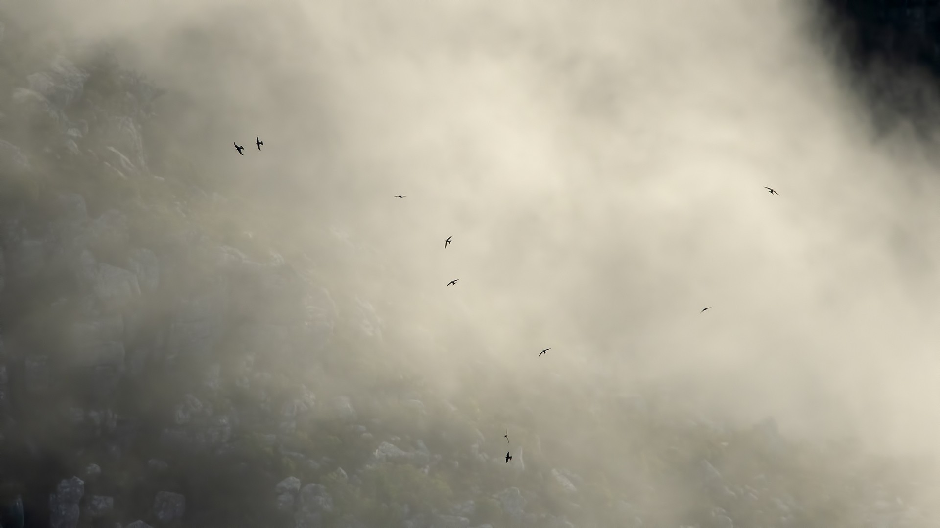 African Swift — Ana fotoğraf