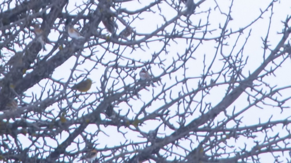Pine Bunting