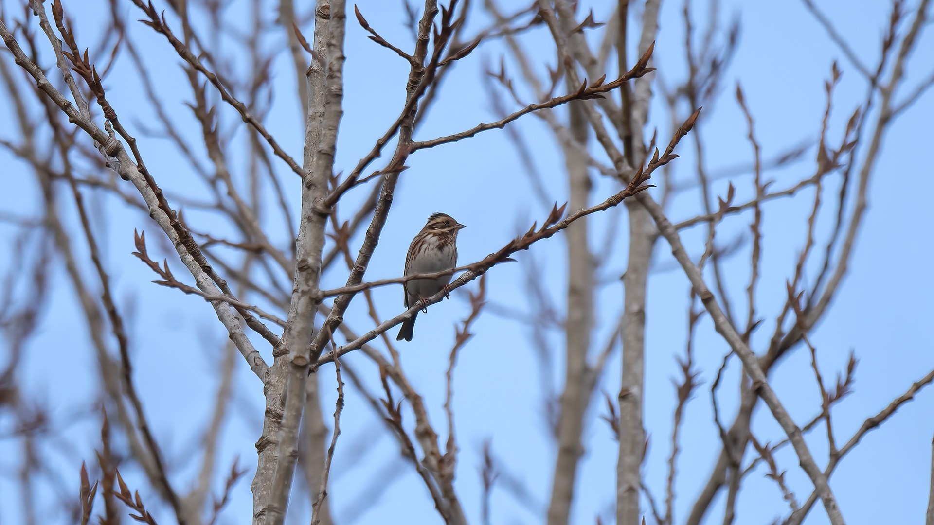 Rustic Bunting