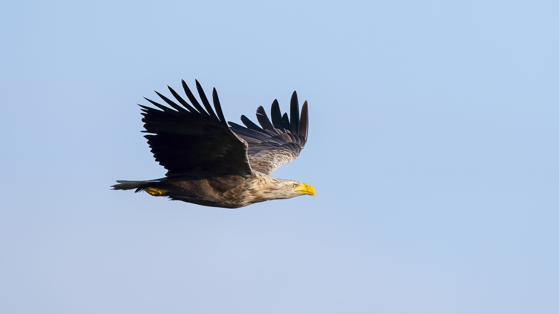 White-tailed Eagle — Ana fotoğraf