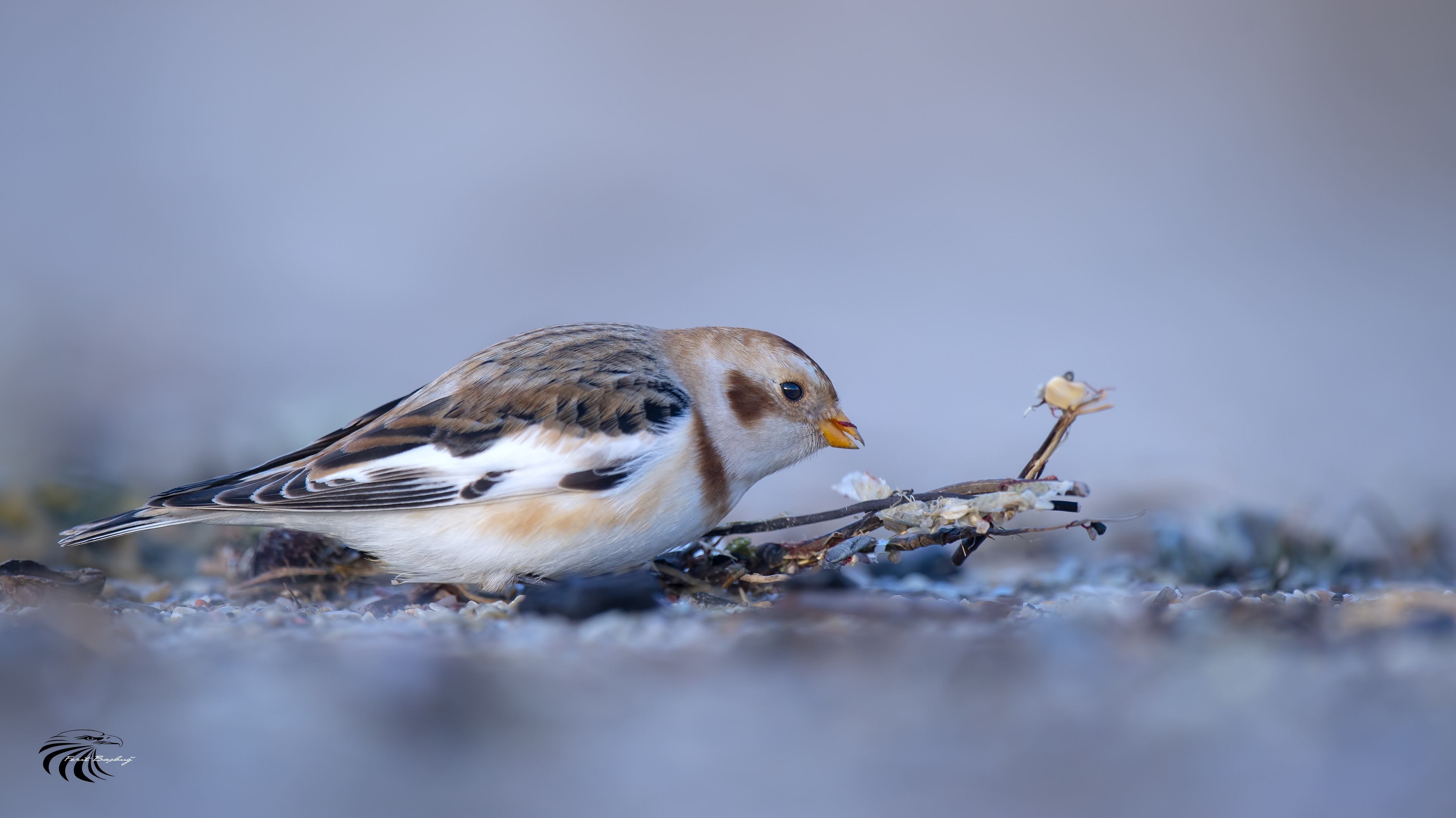 Snow Bunting