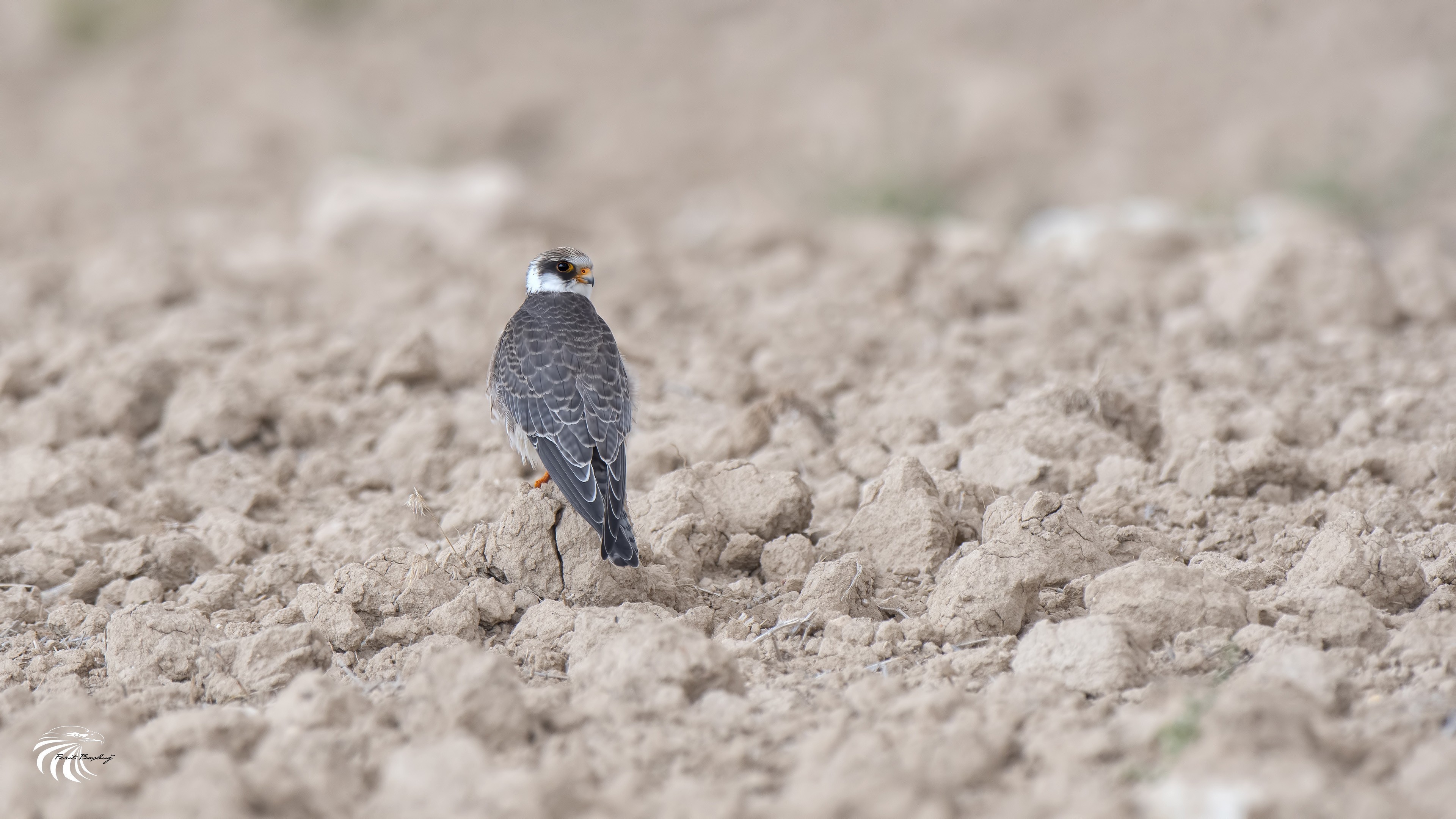 Red-footed Falcon