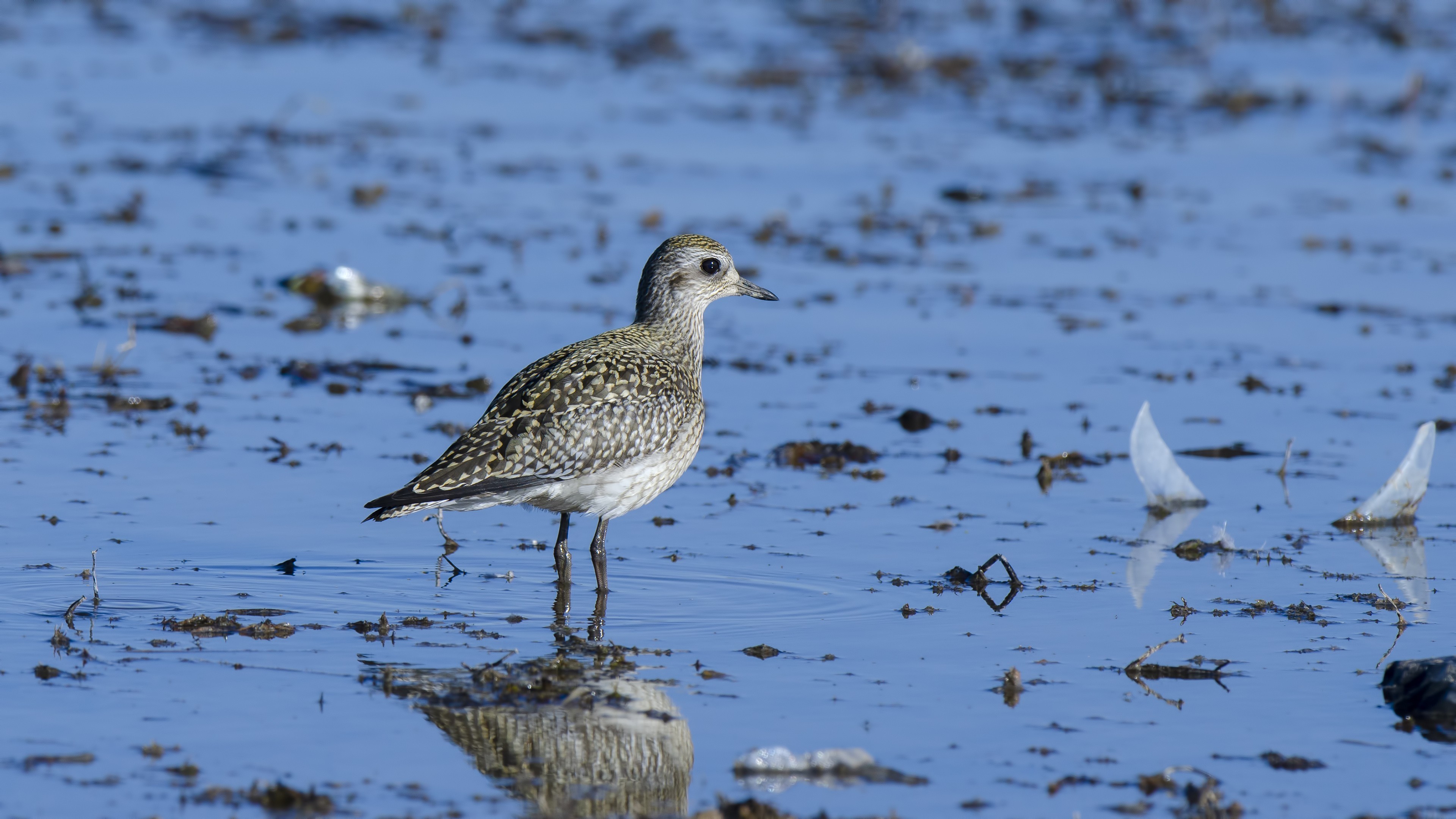 Eurasian Golden Plover — Ana fotoğraf