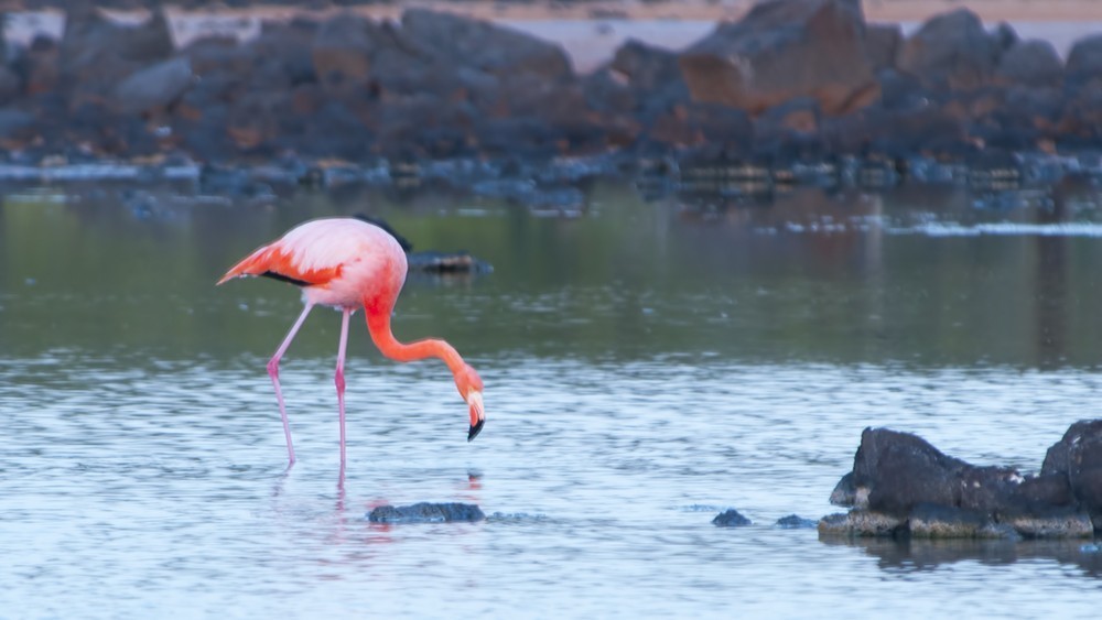 American Flamingo