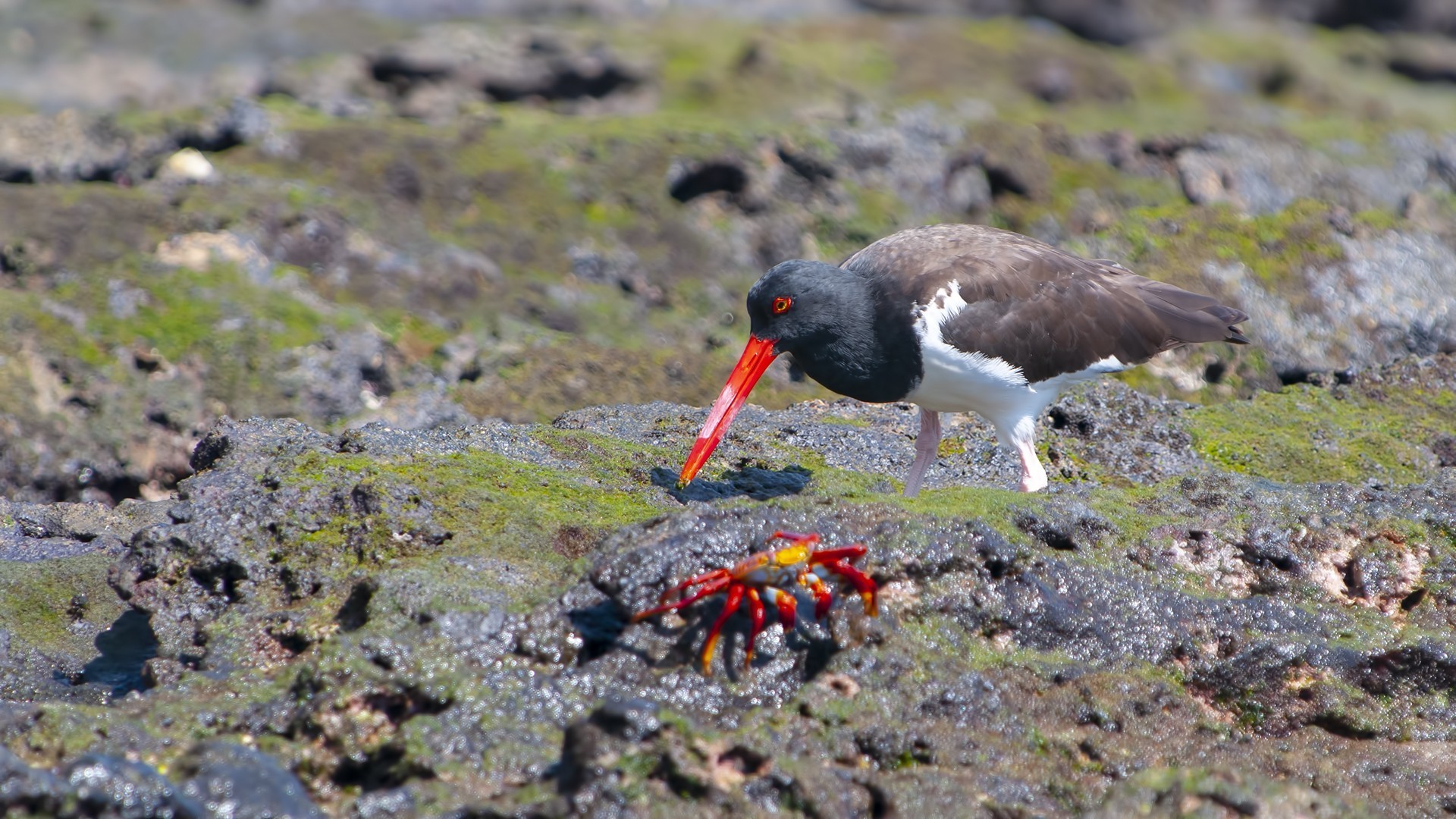 American Oystercatcher — Ana fotoğraf