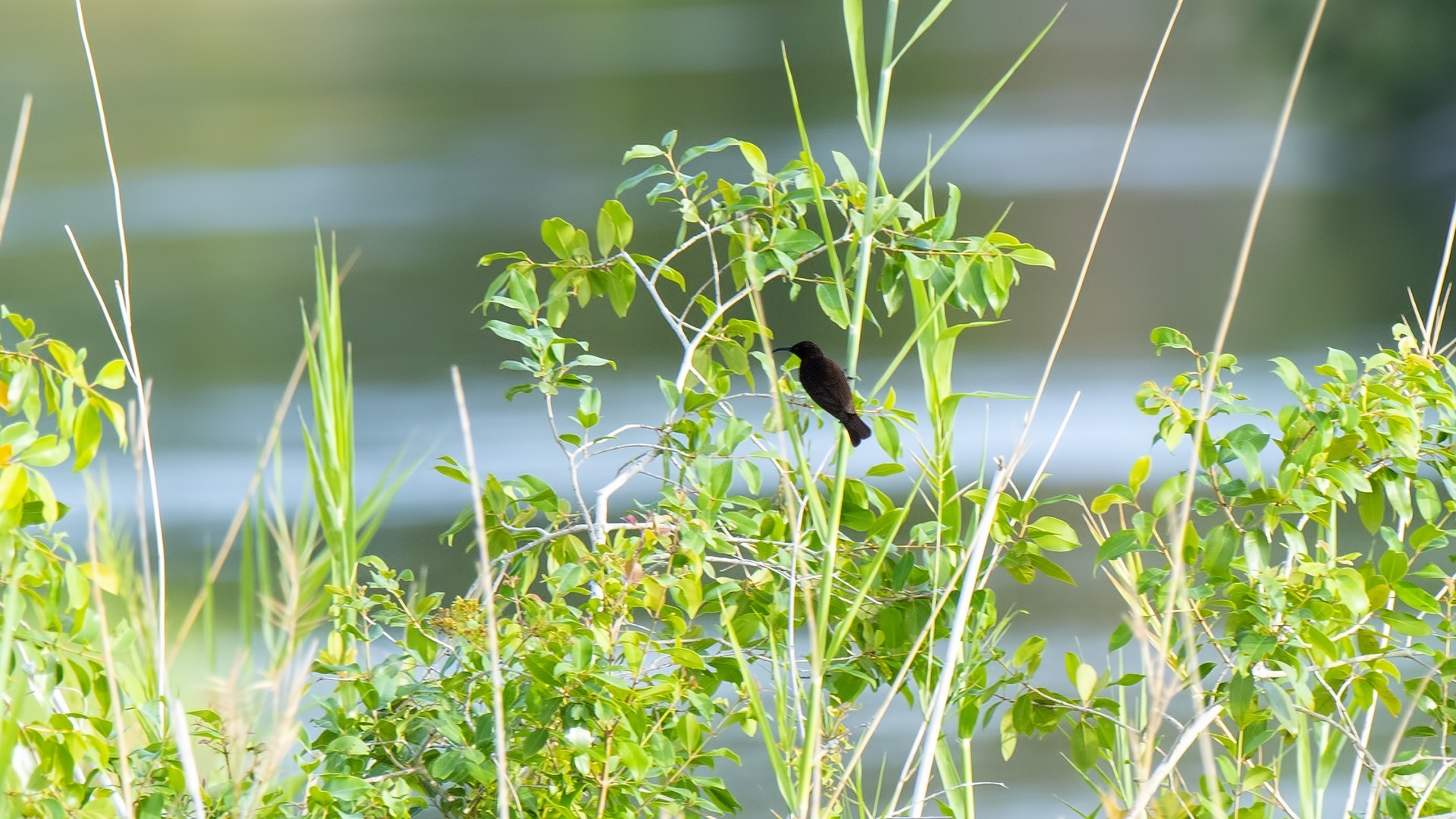 Amethyst Sunbird — Ana fotoğraf