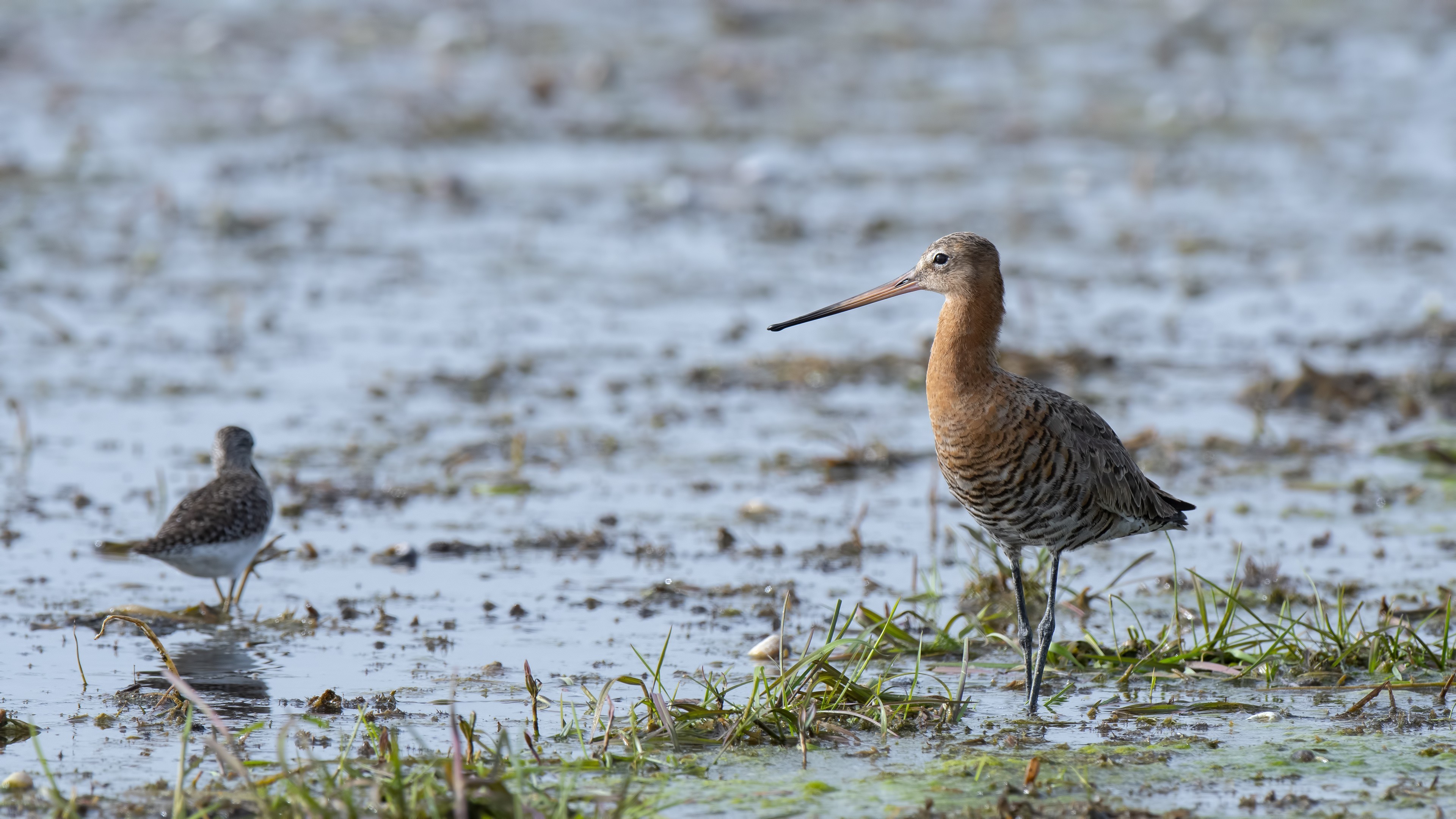 Black-tailed Godwit