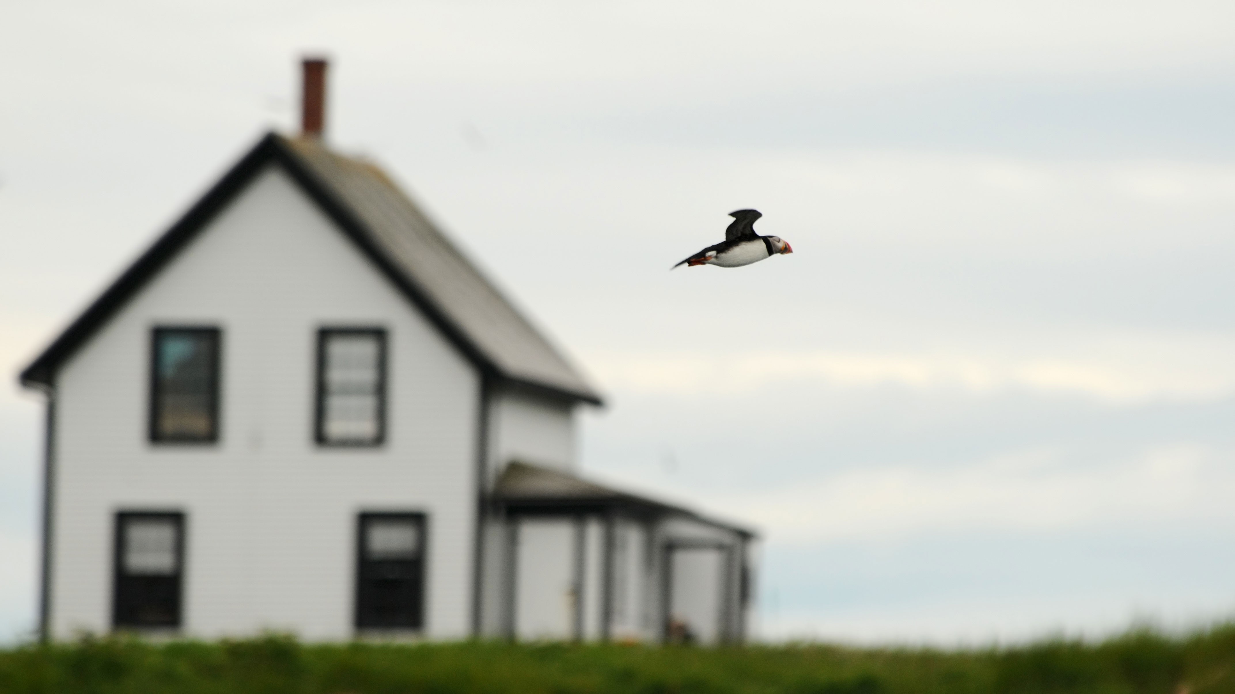 Atlantic Puffin