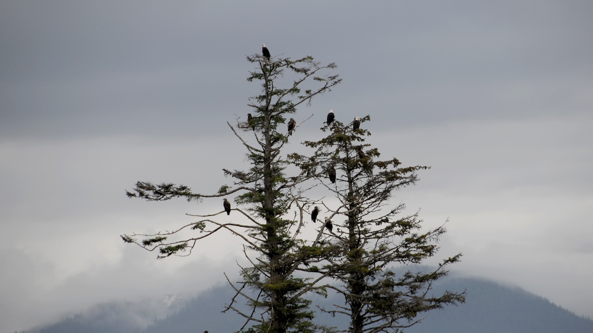 Bald Eagle — Ana fotoğraf