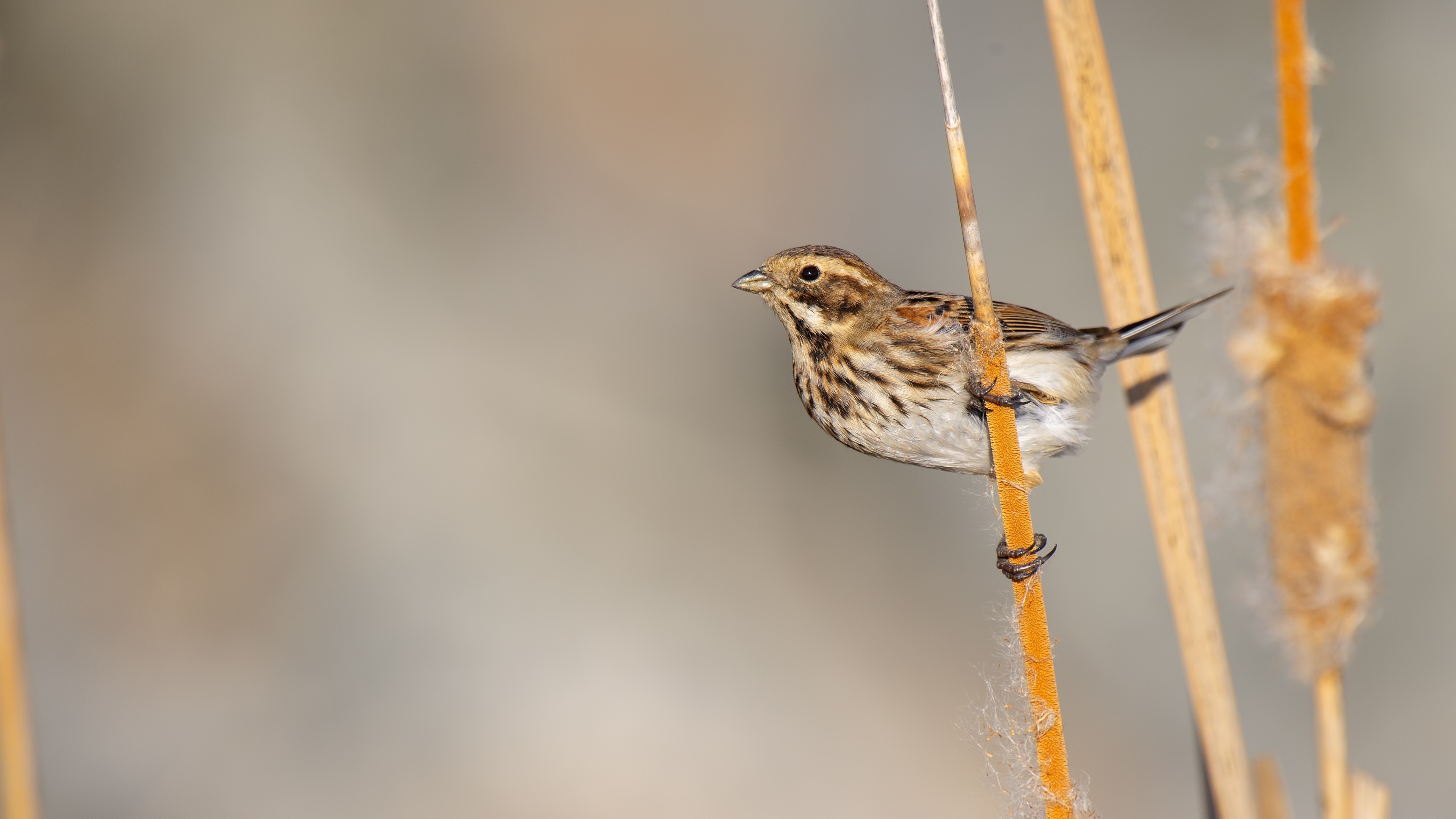 Reed Bunting