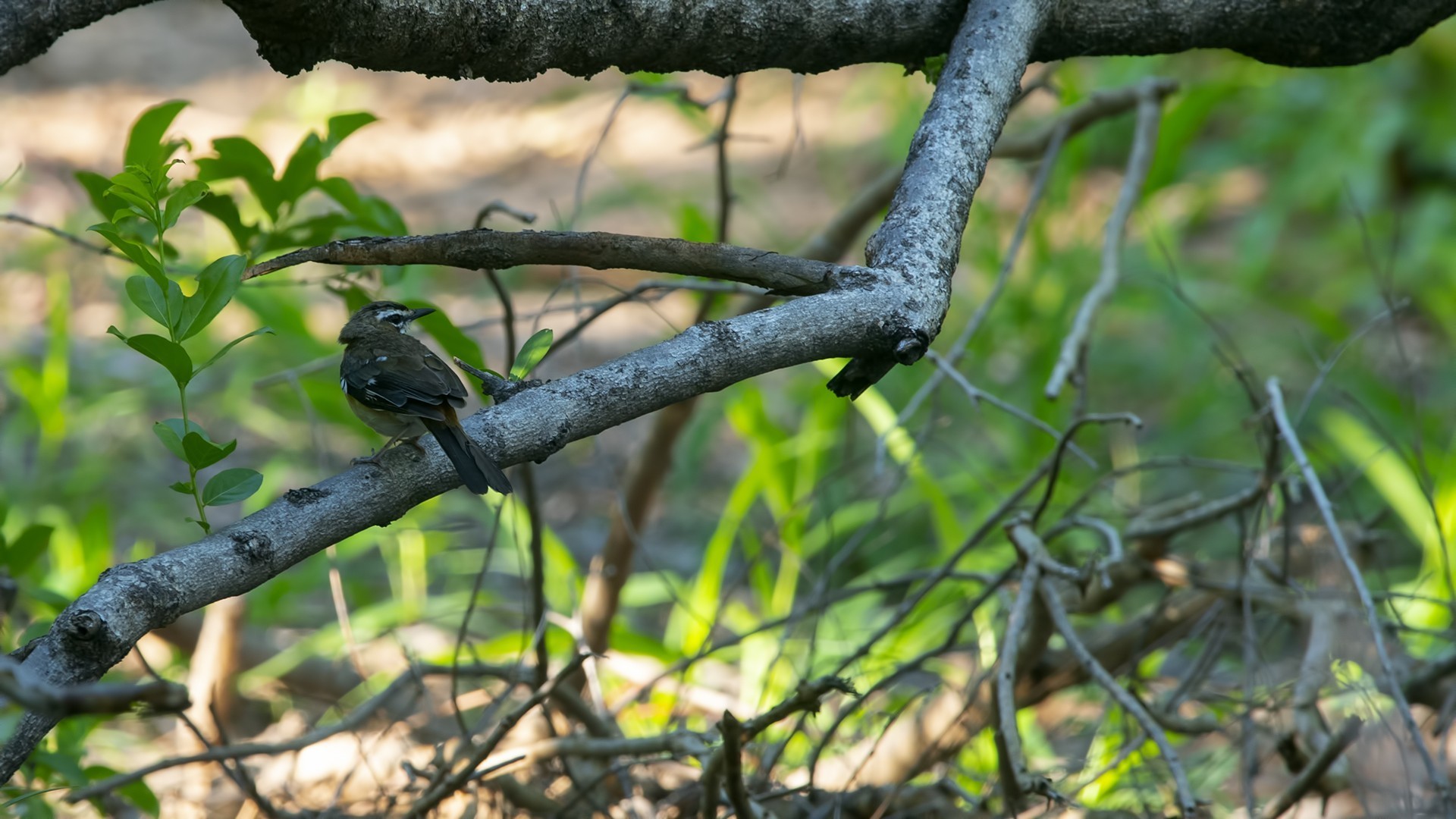 Bearded Scrub-robin — Ana fotoğraf