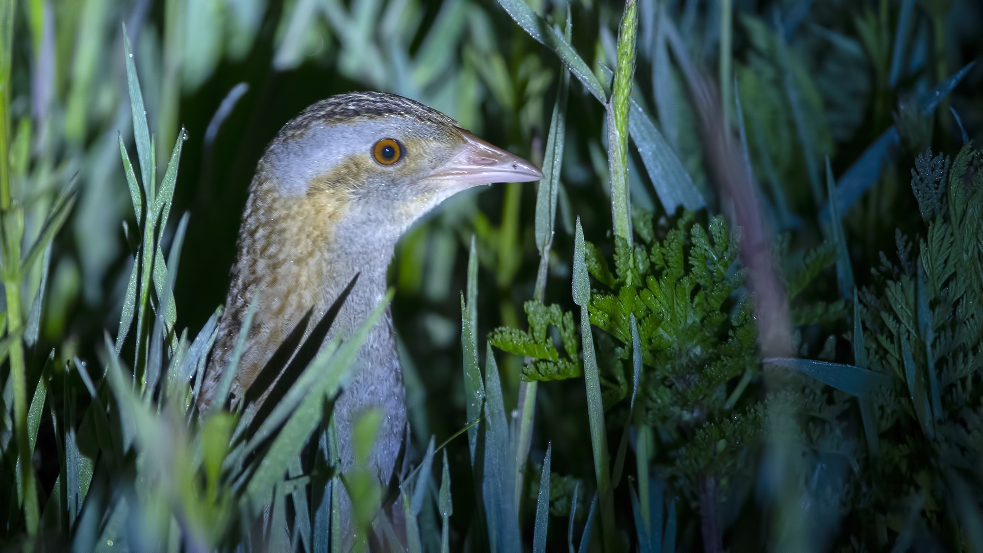 Corncrake
