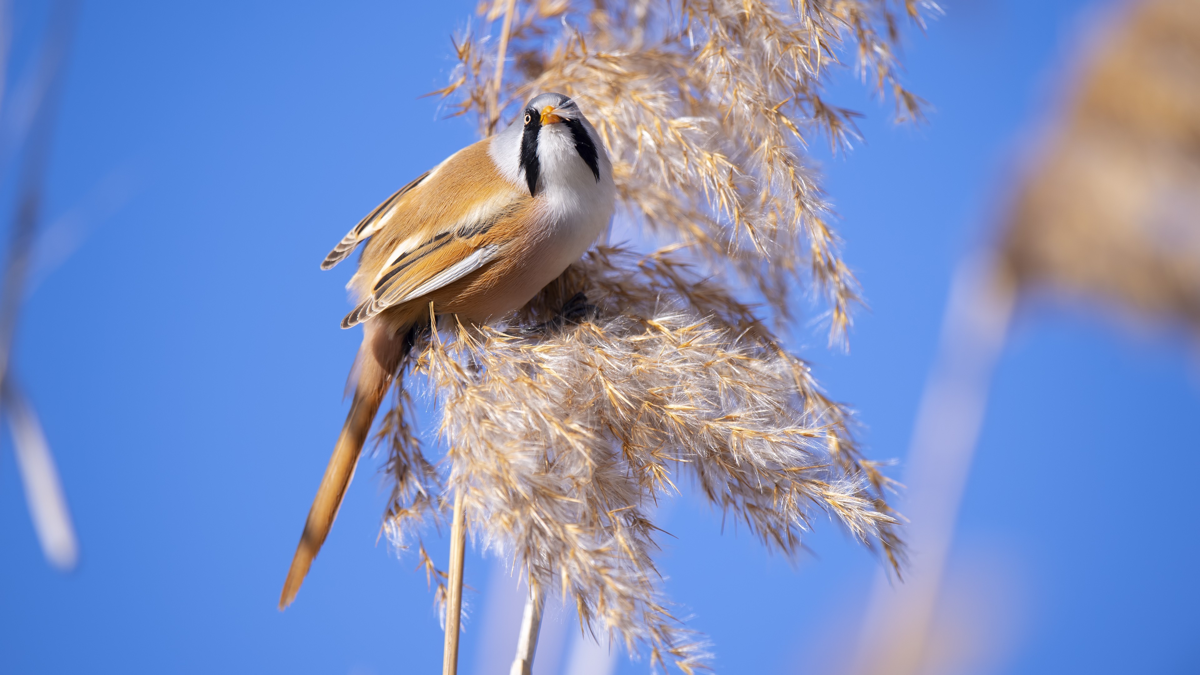 Bearded Parrotbill — Ana fotoğraf