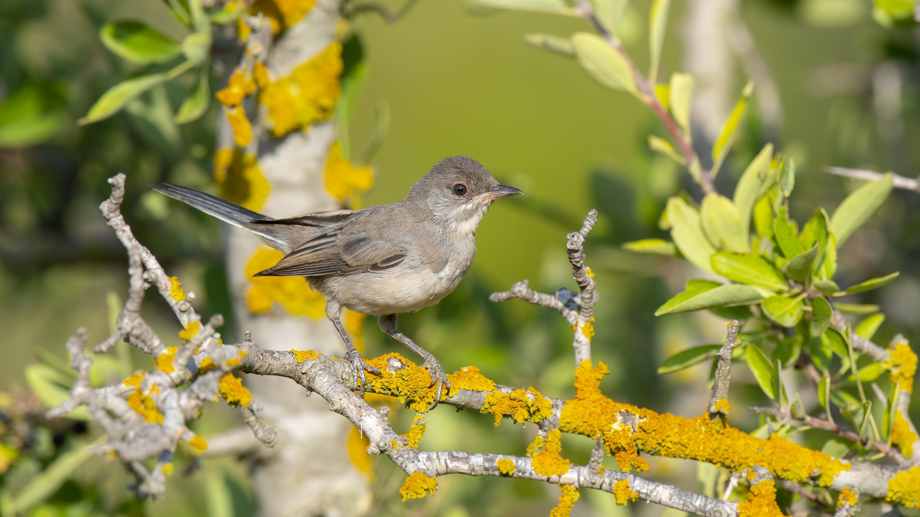 Subalpine Warbler