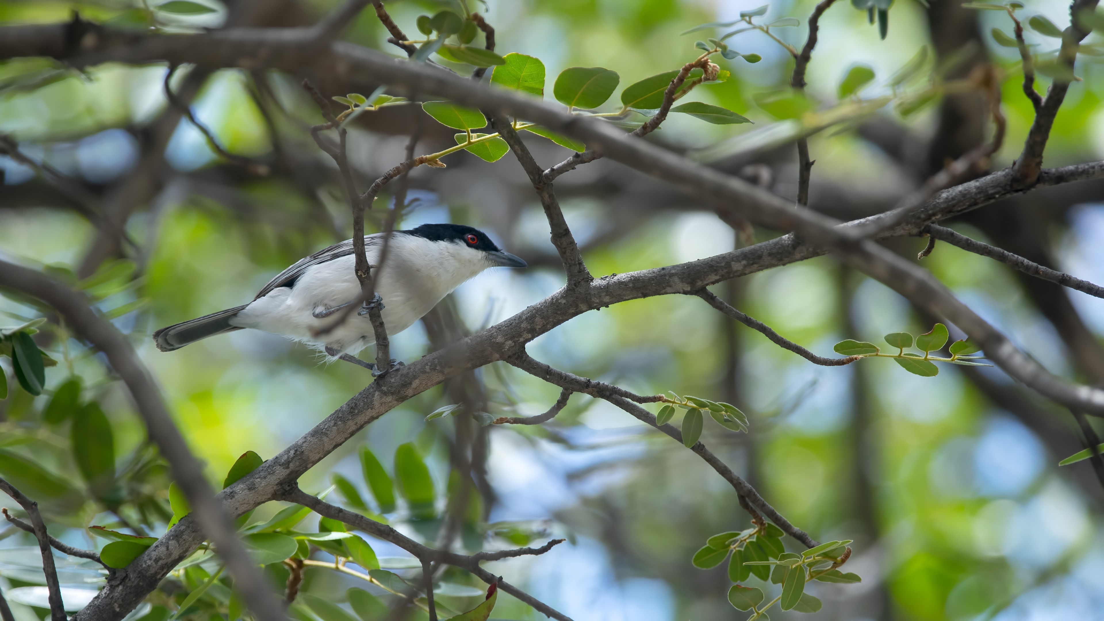 Black-backed Puffback