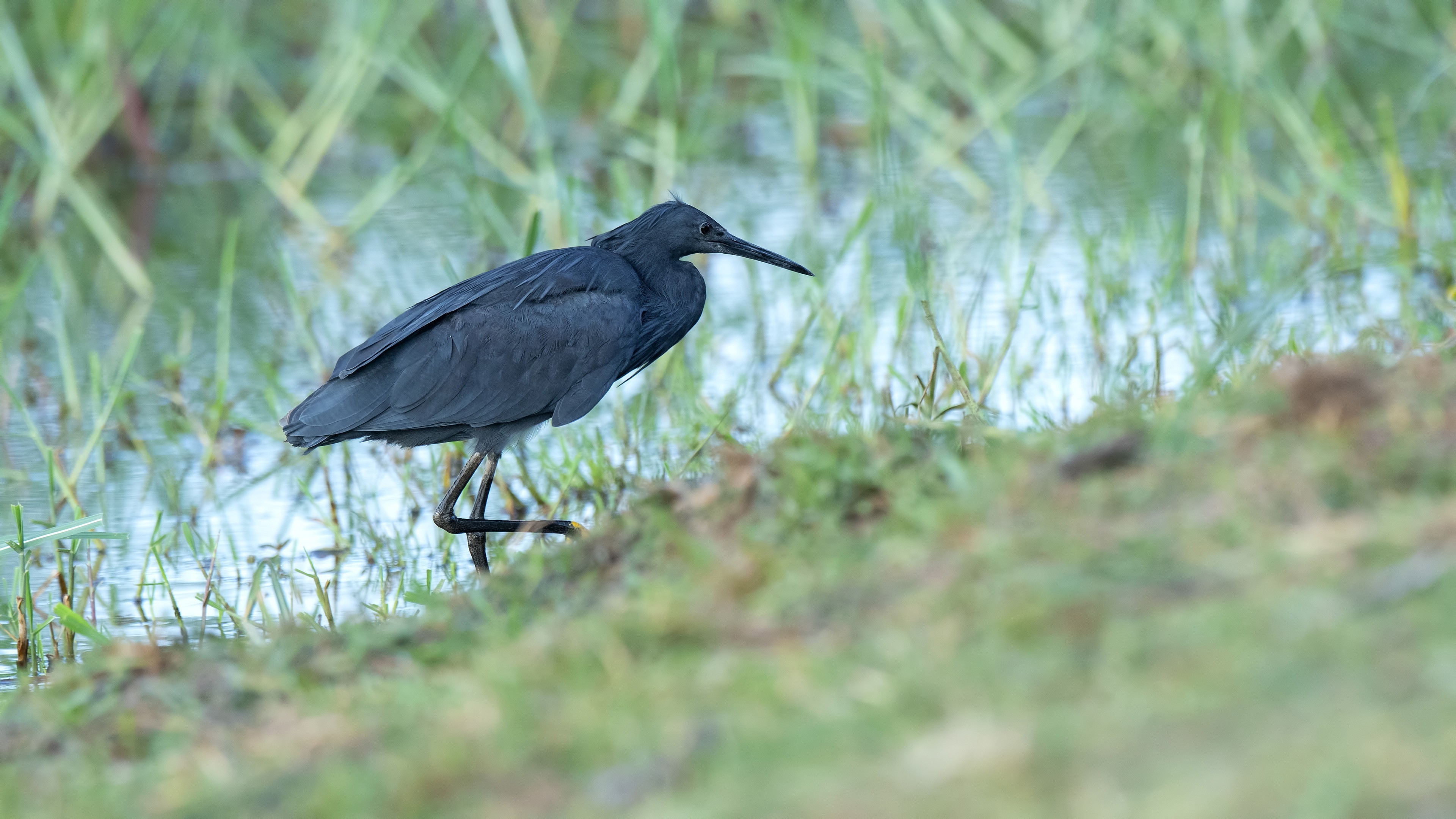 Black Heron — Ana fotoğraf