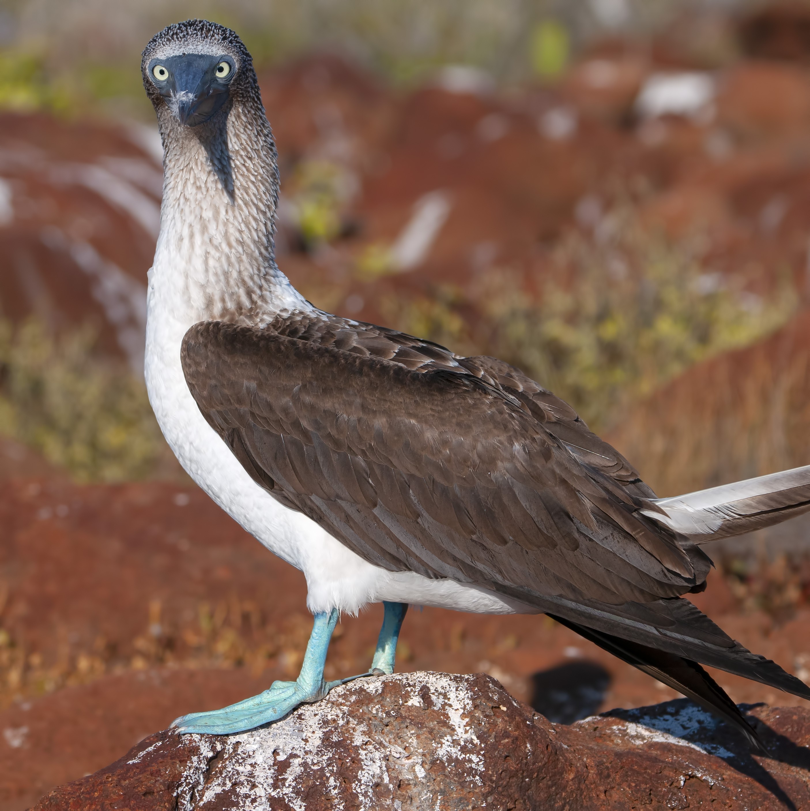 Blue-footed Booby — Ana fotoğraf