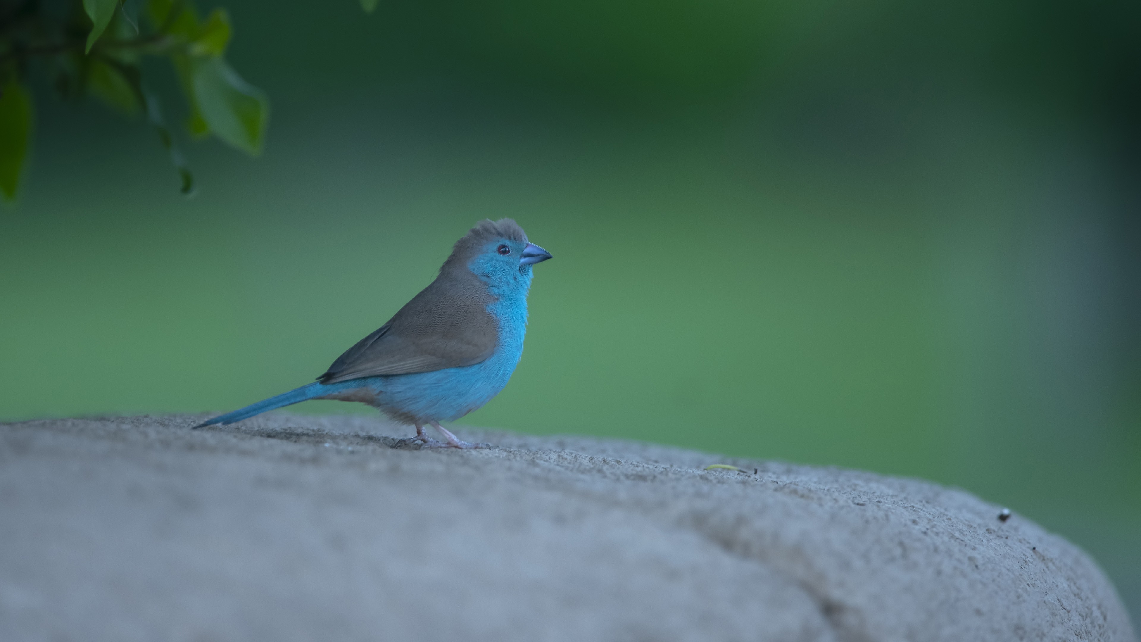 Blue Waxbill