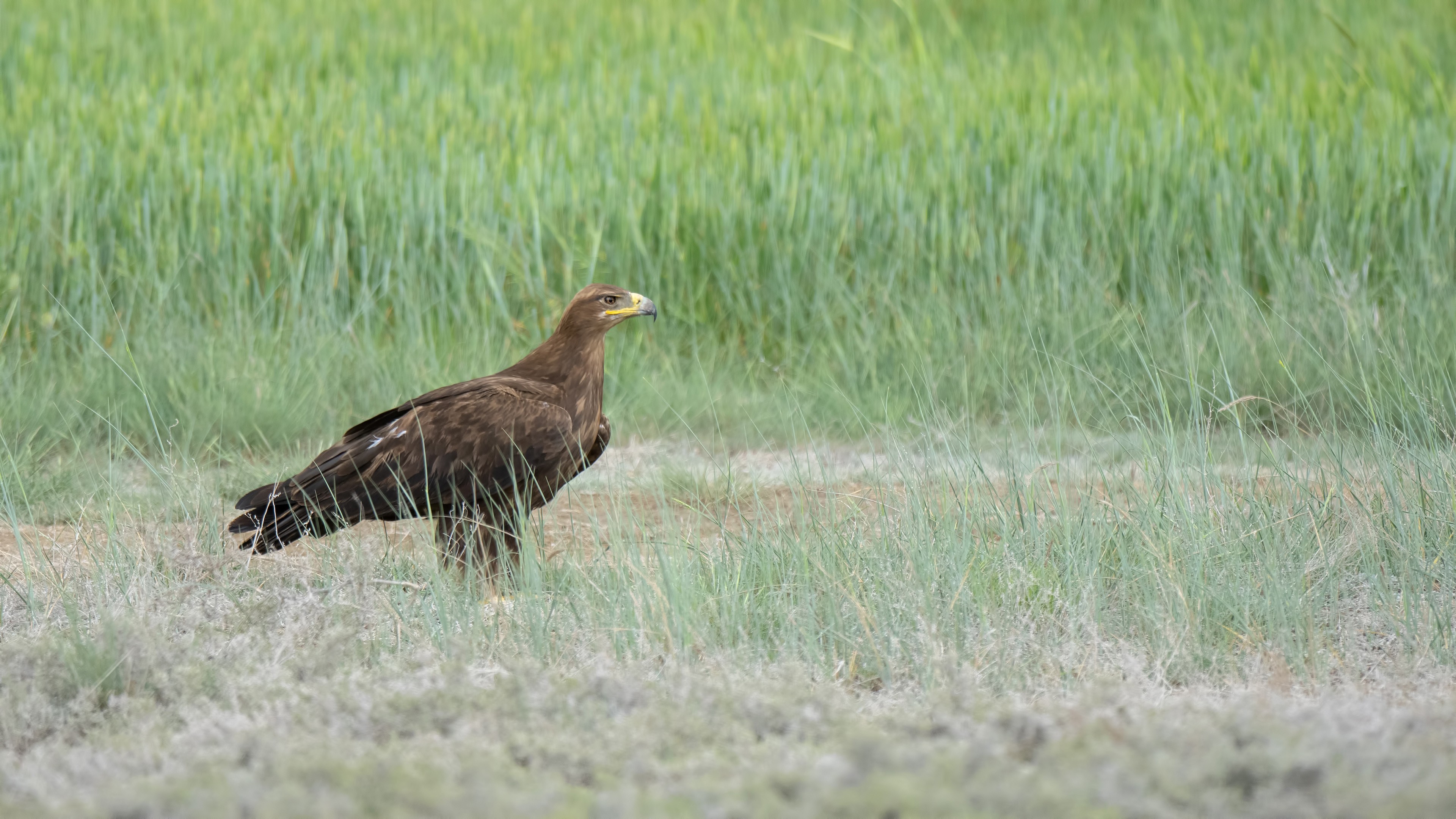 Steppe Eagle