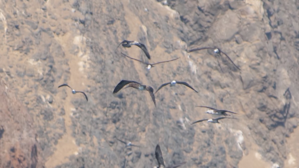 Brown Booby