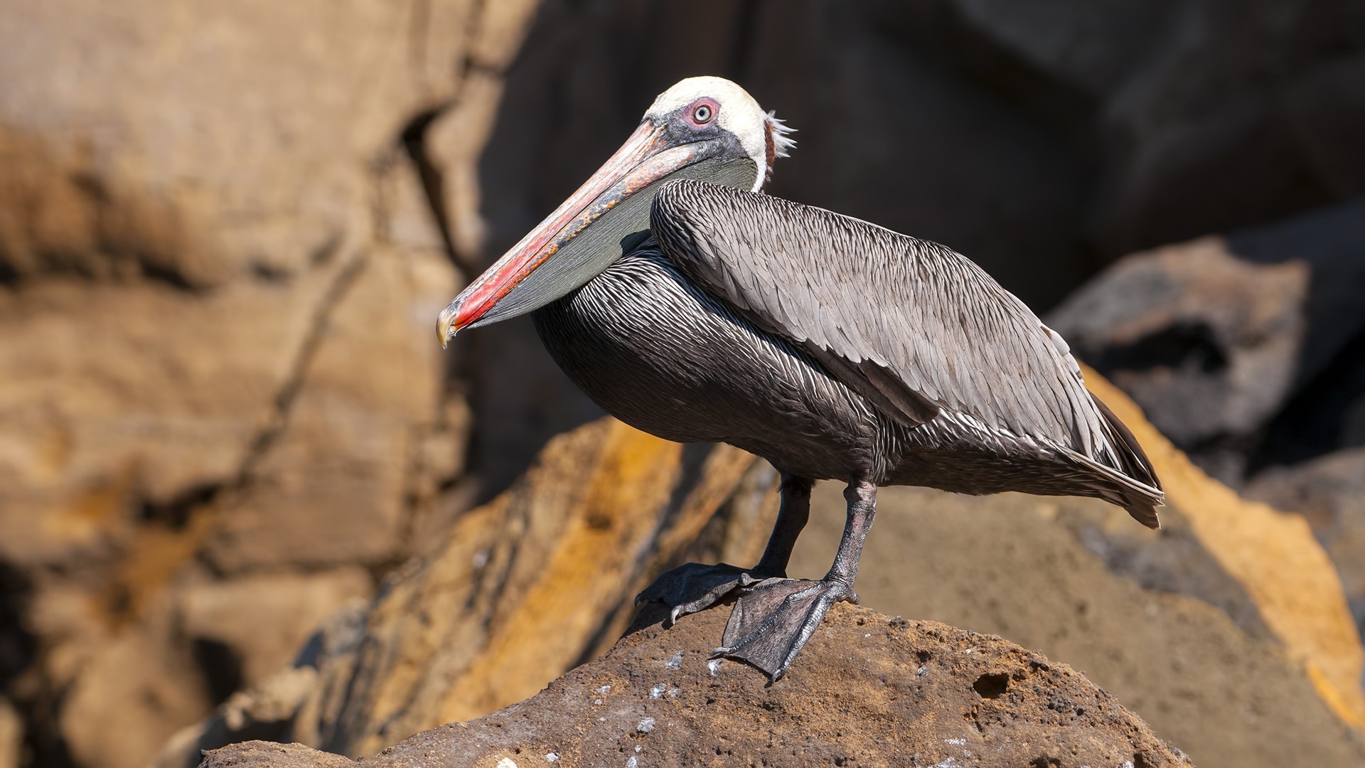 Brown Pelican