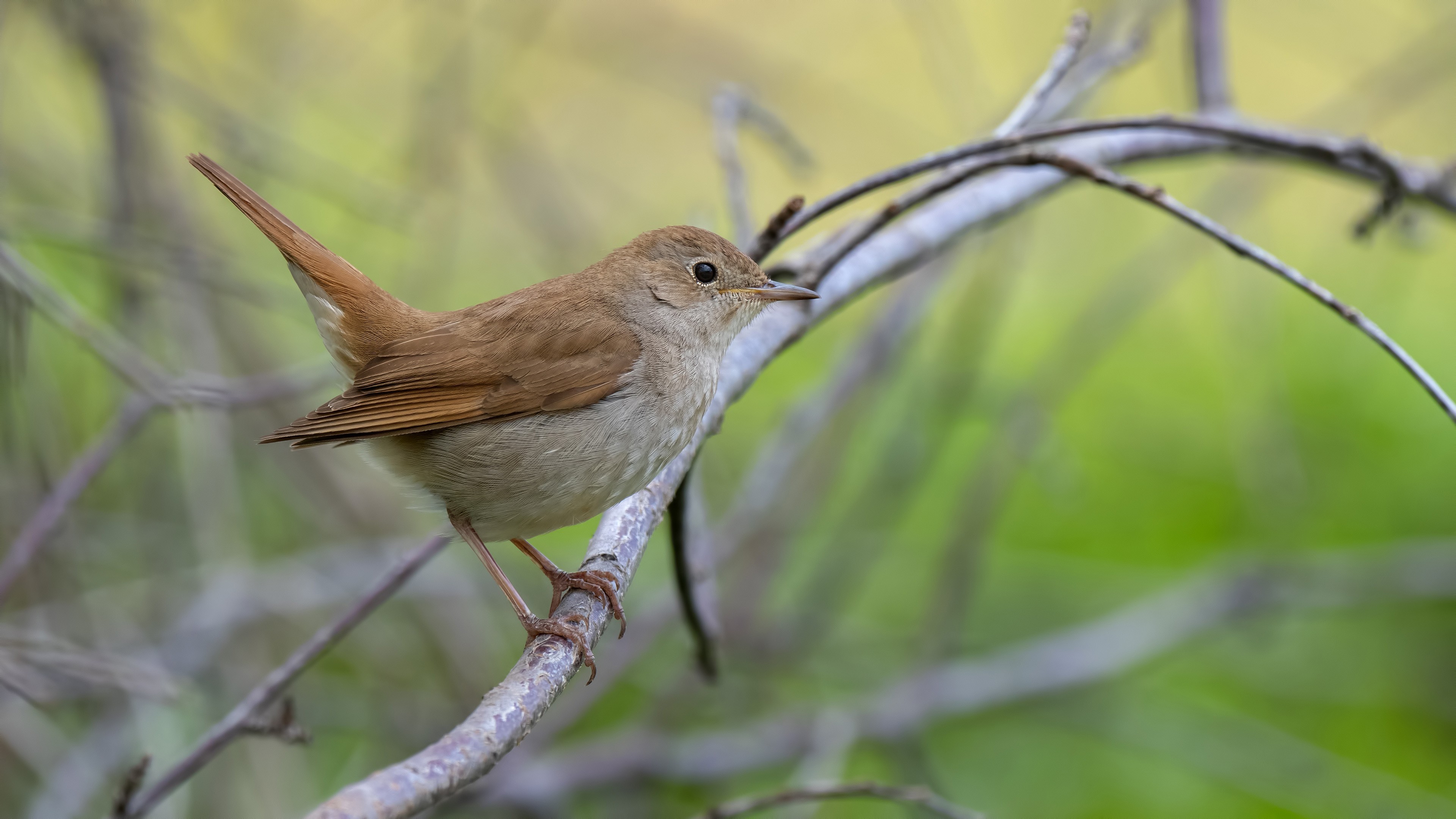 Common Nightingale — Ana fotoğraf