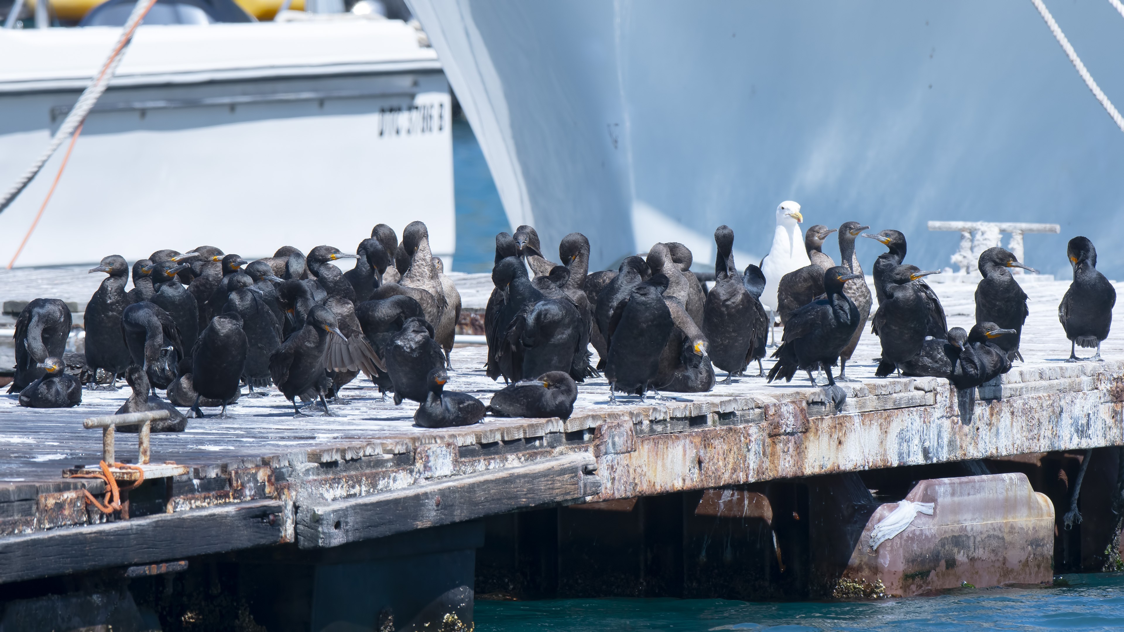 Cape Cormorant — Ana fotoğraf