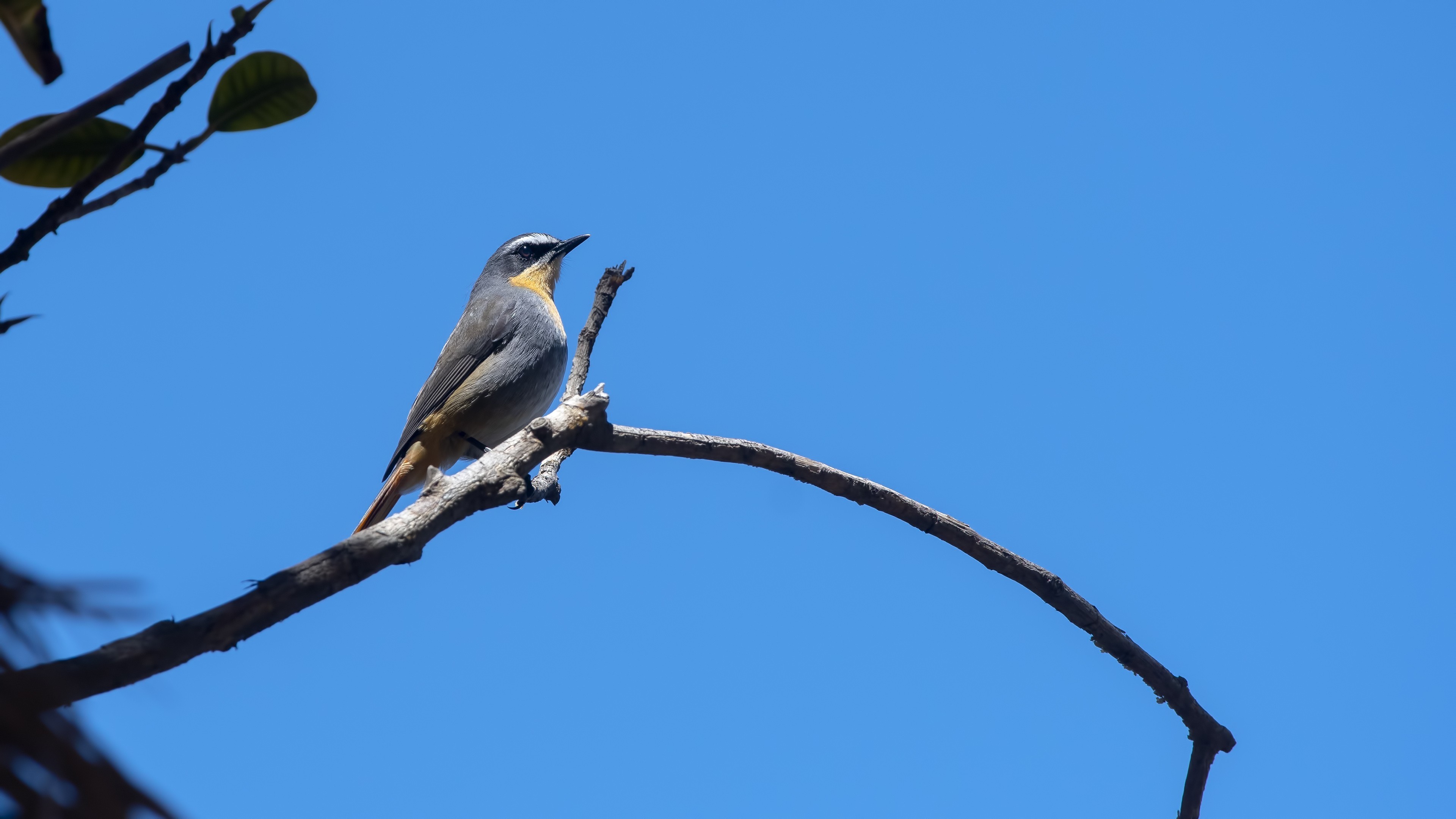 Cape Robin-chat — Ana fotoğraf