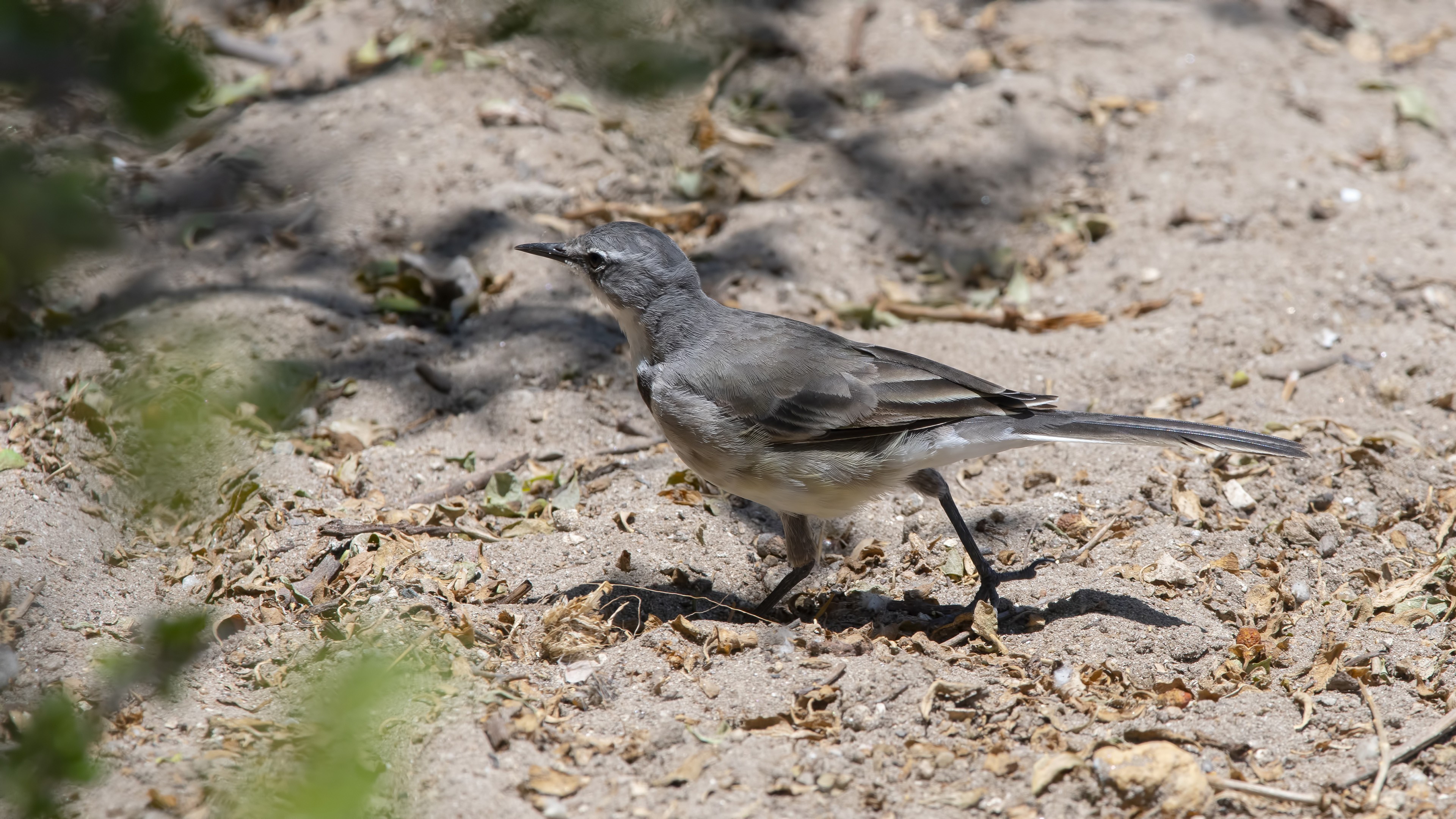Cape Wagtail — Ana fotoğraf
