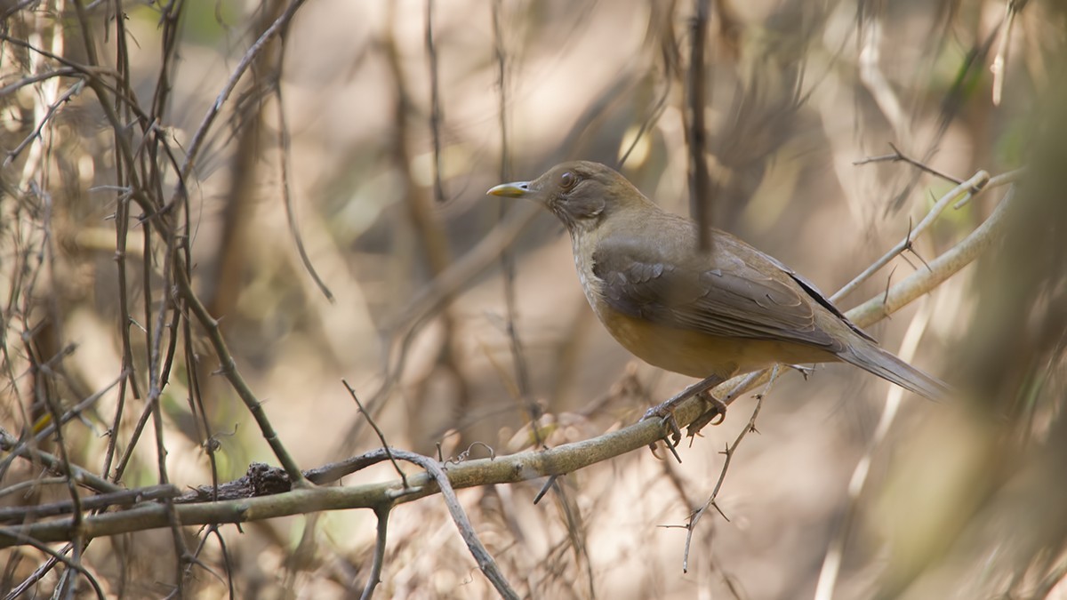 Clay-coloured Thrush